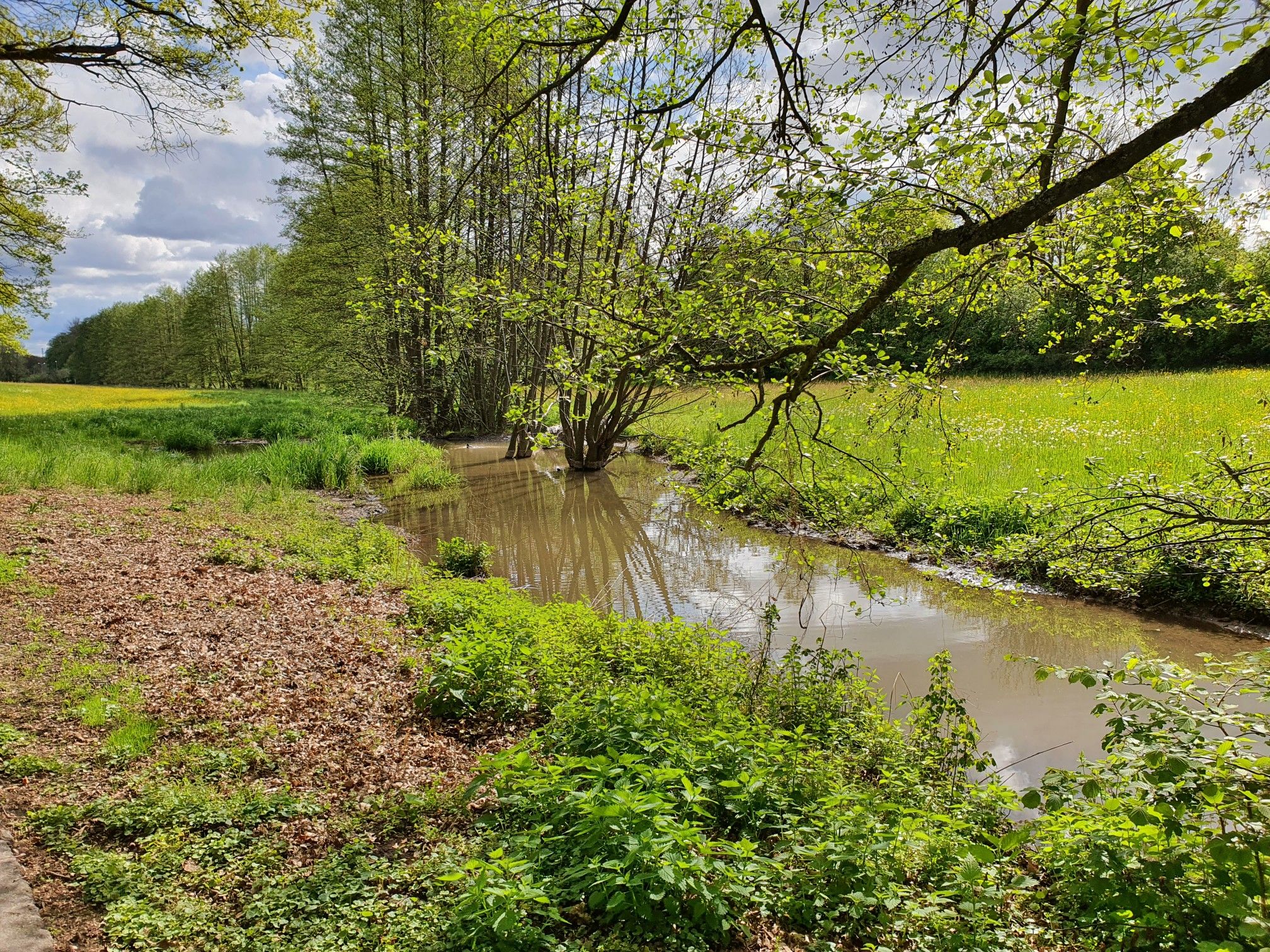 Biber-Enten-Paradies