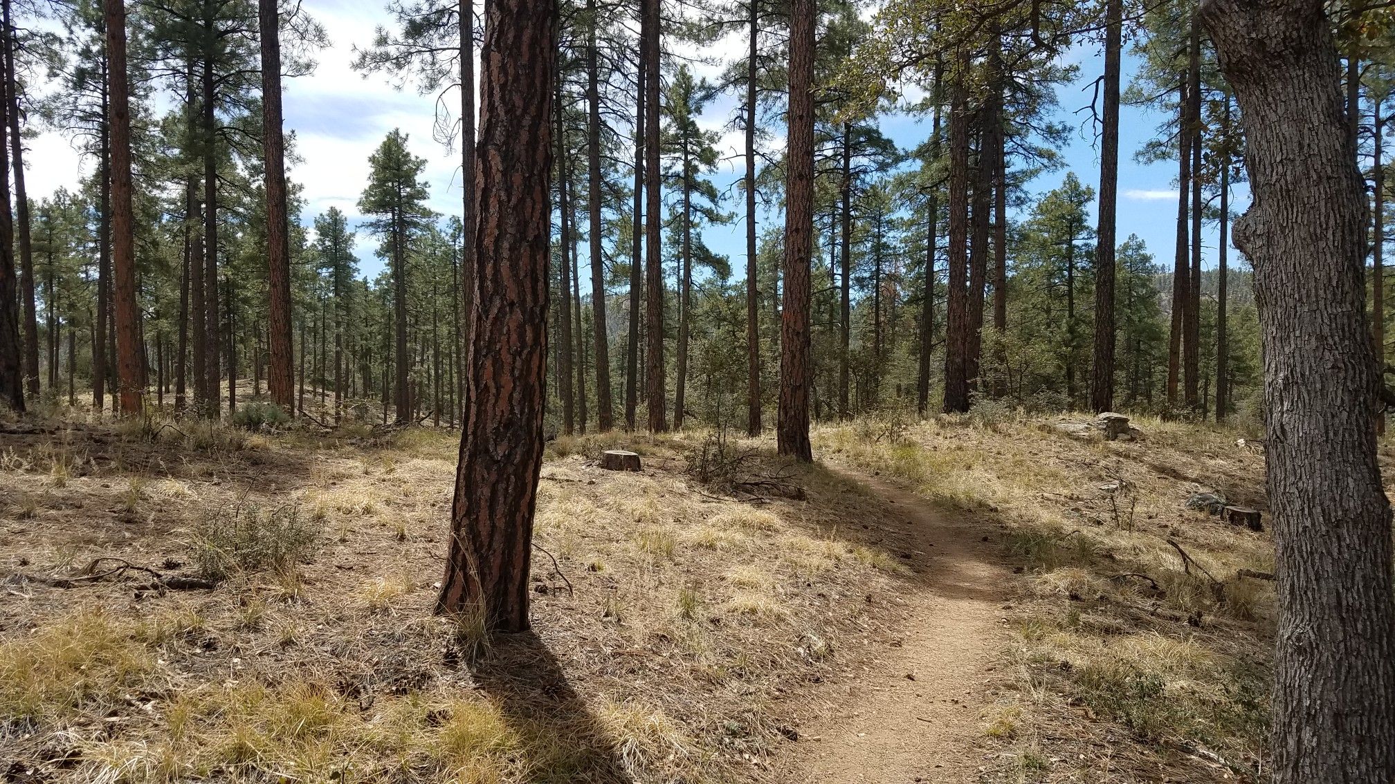 A dirt path winds through a sun-dappled pine forest with dry grass. - Skull Valley Overlook loop from Williams Peak