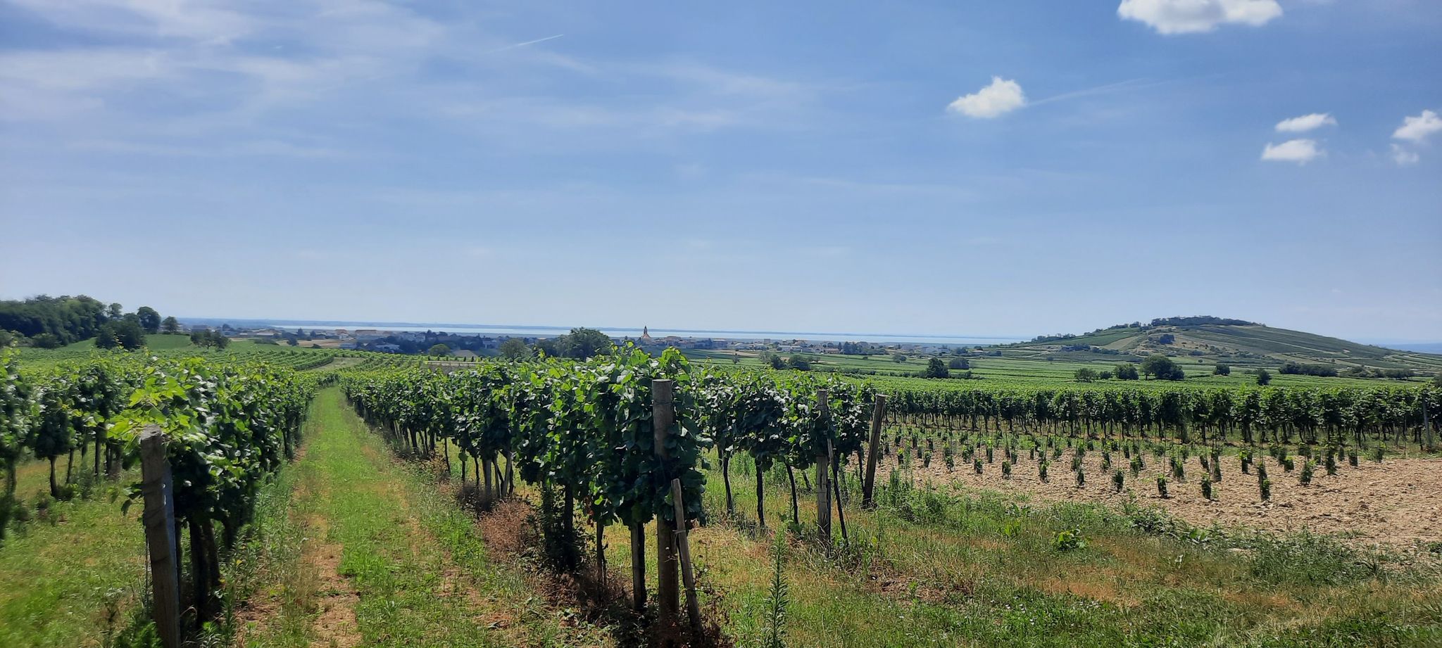 Blick auf Jois und Neusiedlersee