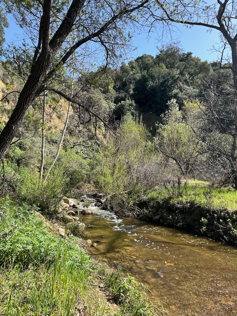 A sunlit stream flows through a lush, green, wooded landscape. - Rice Canyon Trail Loop
