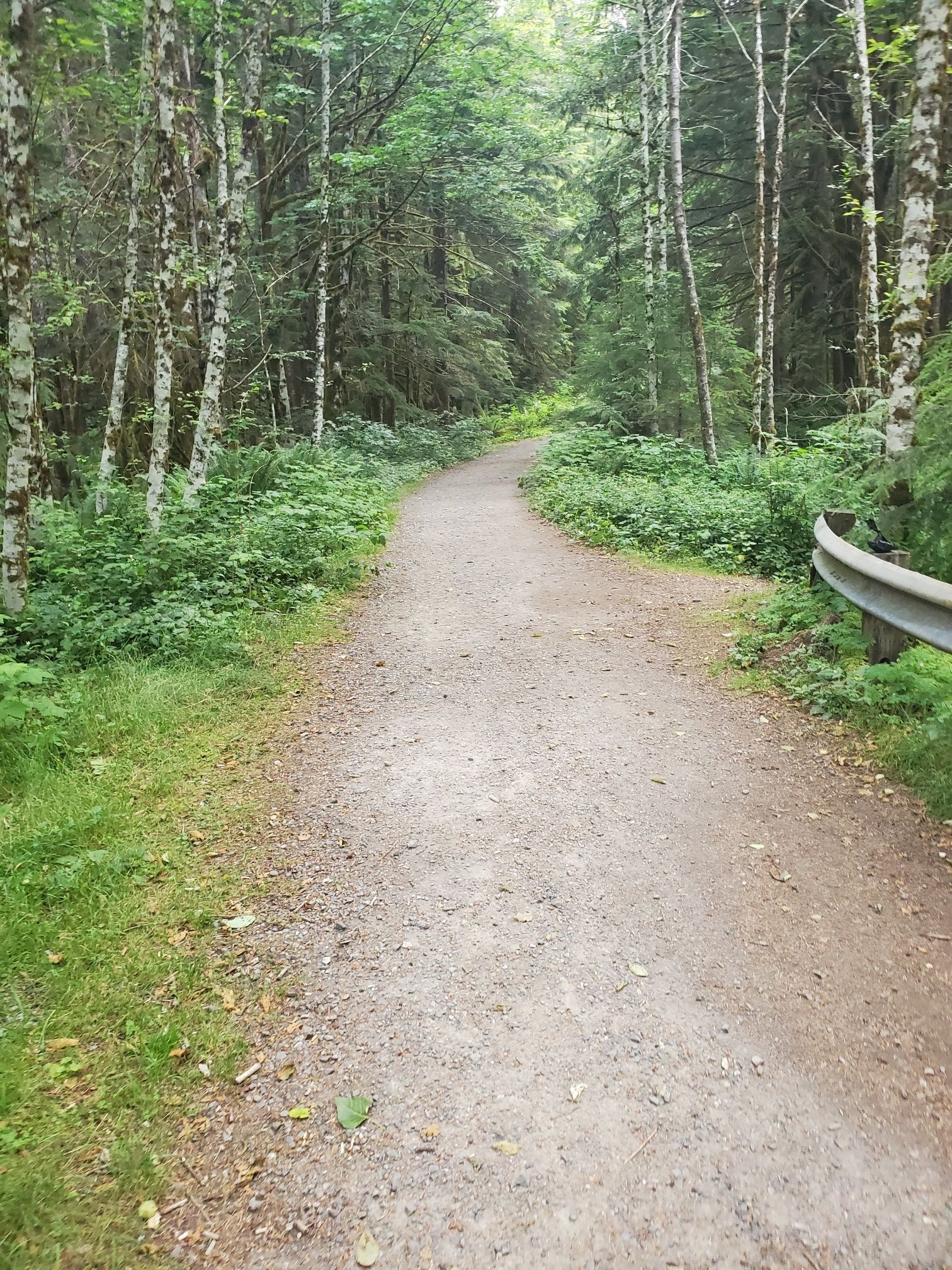 A dirt path winds through a lush green forest under diffused light. - Otter and Big Creek Falls Via Taylor River Trail