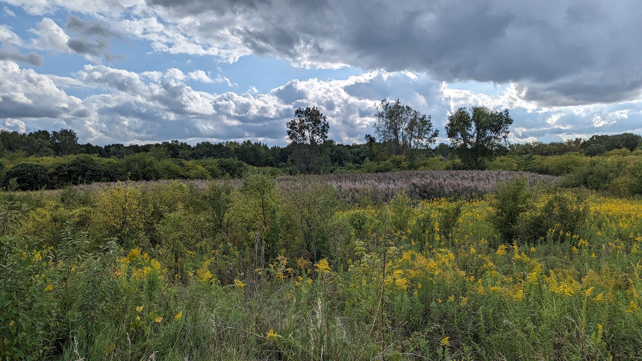 Expansive field of wildflowers and tall grasses under a dramatic cloudy sky. - Bode Lake – Poplar Creek Forest Preserve loop from Hoffman Estates High School