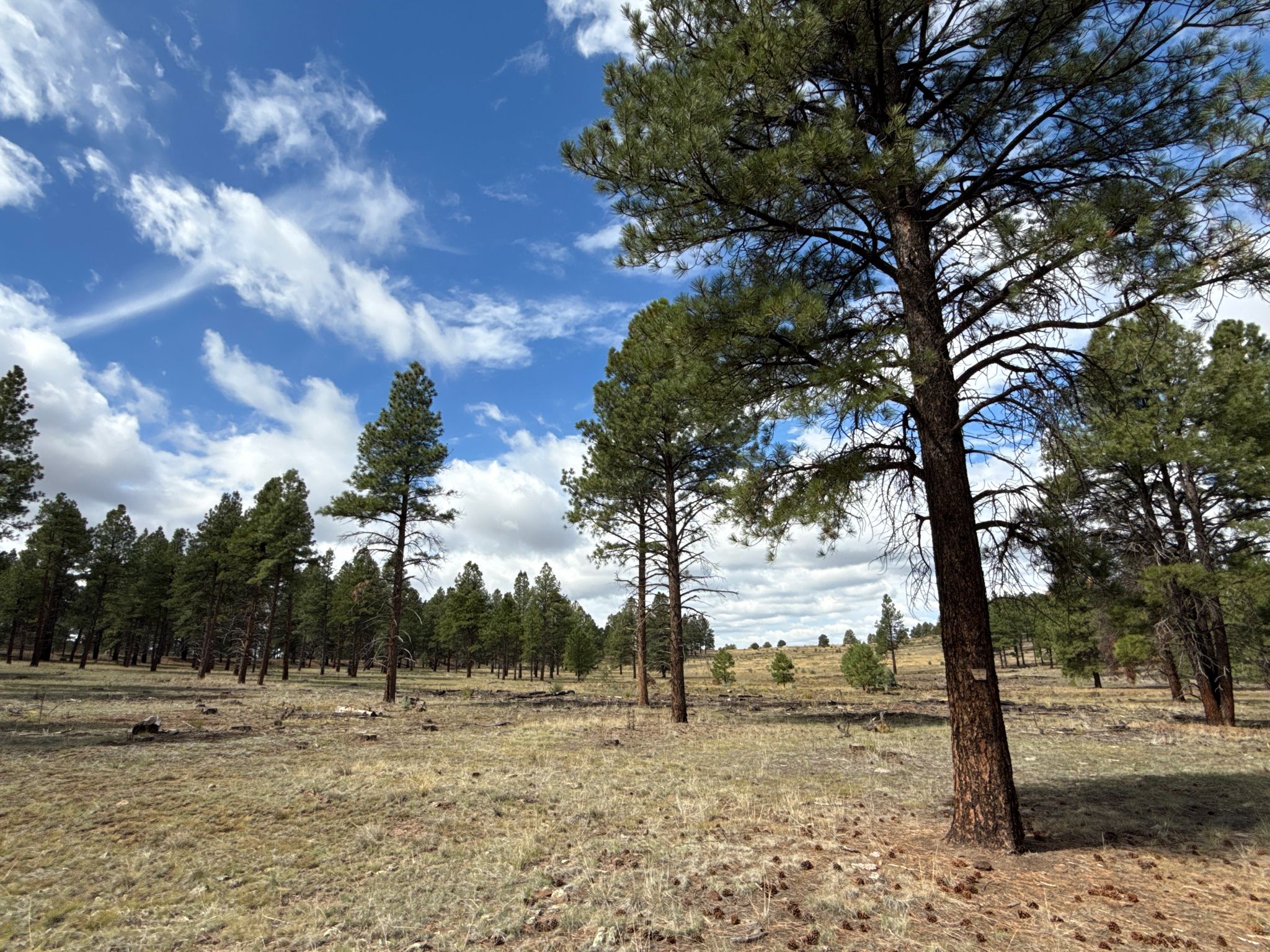 Pine forest with grassy ground under a partly cloudy sky. - Keyhole Sink Trail