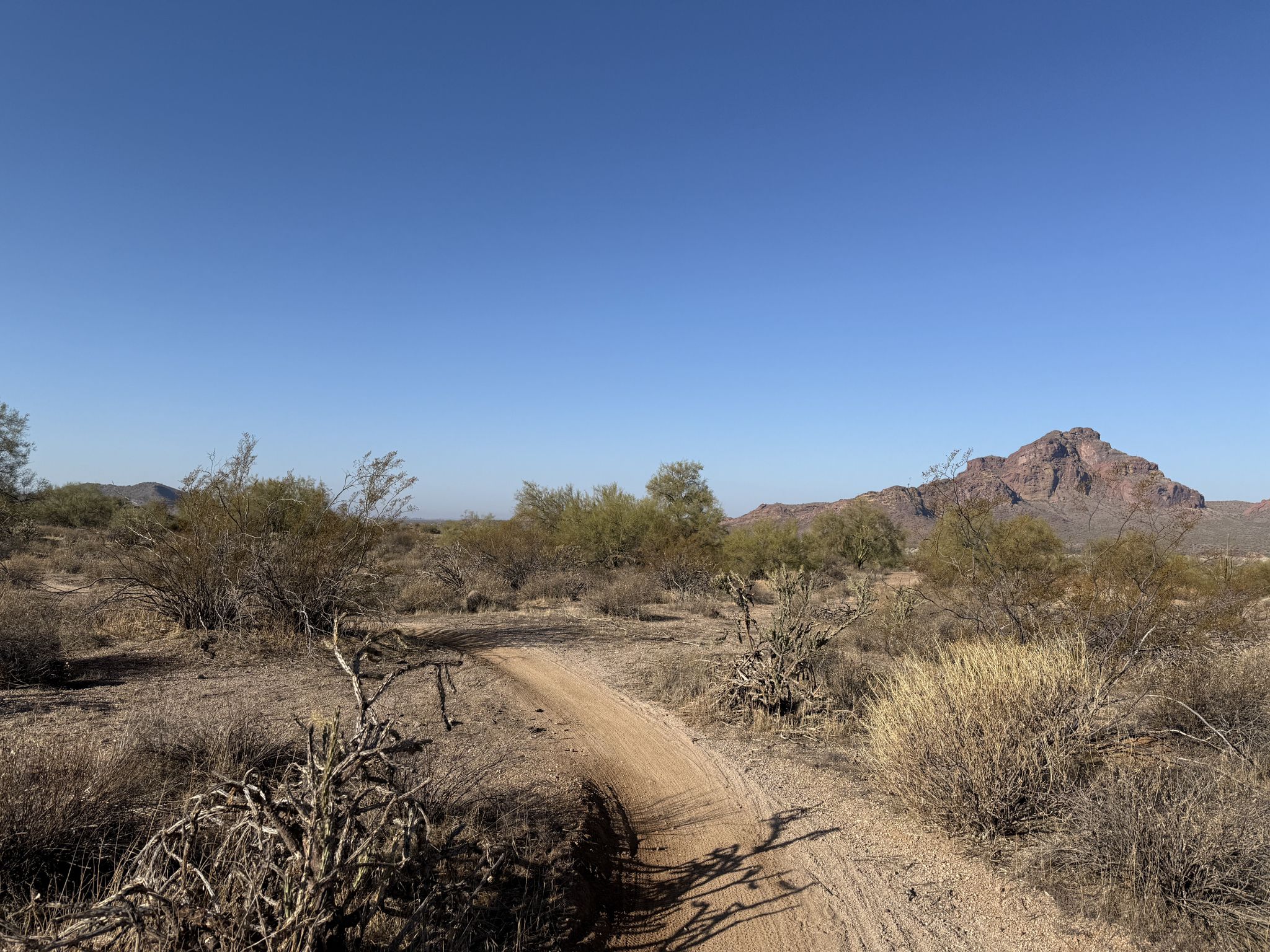 A winding dirt trail through arid desert brush with a rocky mountain. - Usery Trailhead Parking – Wild Horse Trail loop from Bulldog Canyon OHV Staging Area