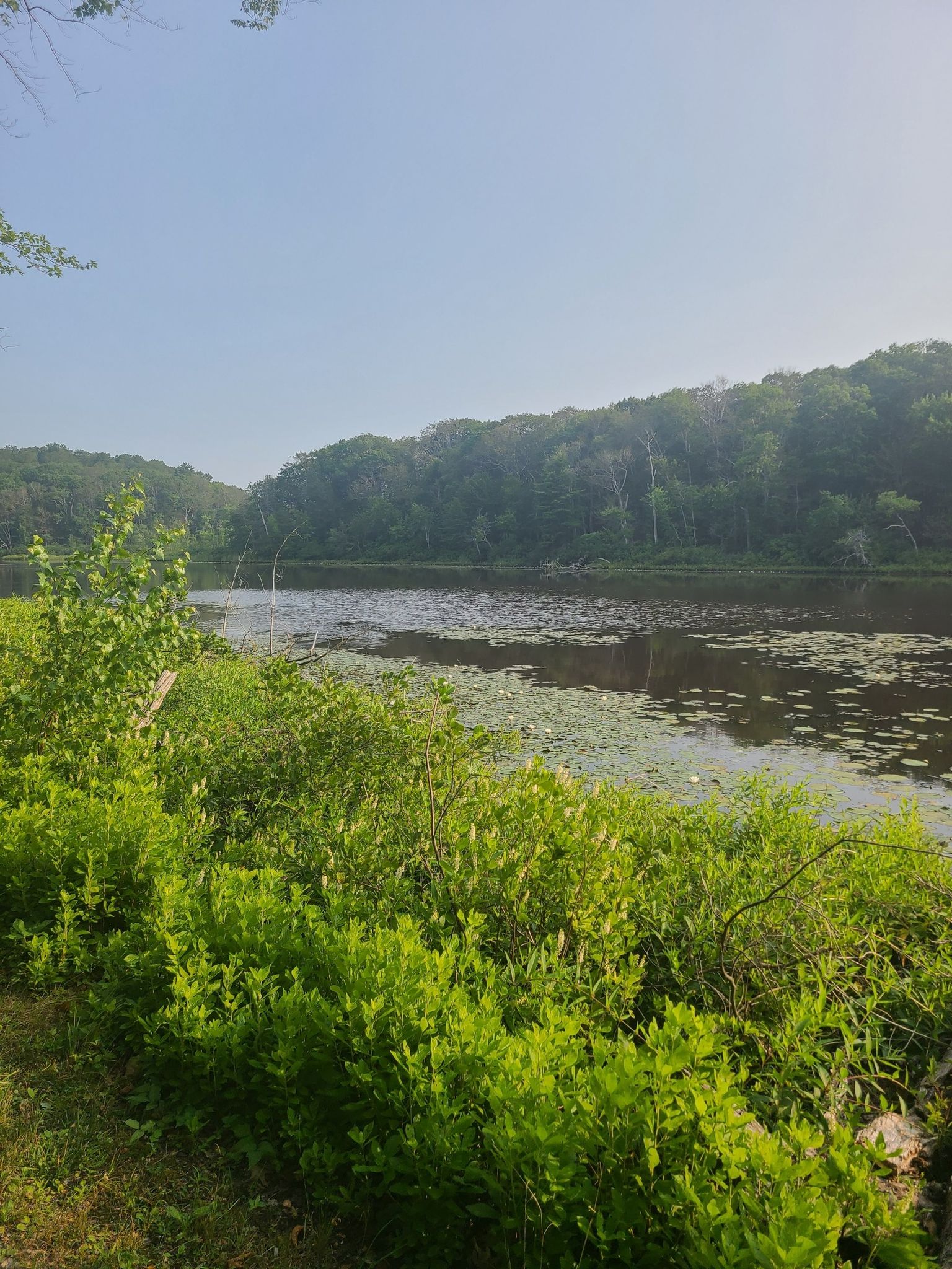 A calm lake with lily pads, framed by bright green bushes and distant trees. - Chebacco Woods – Advanced Loop
