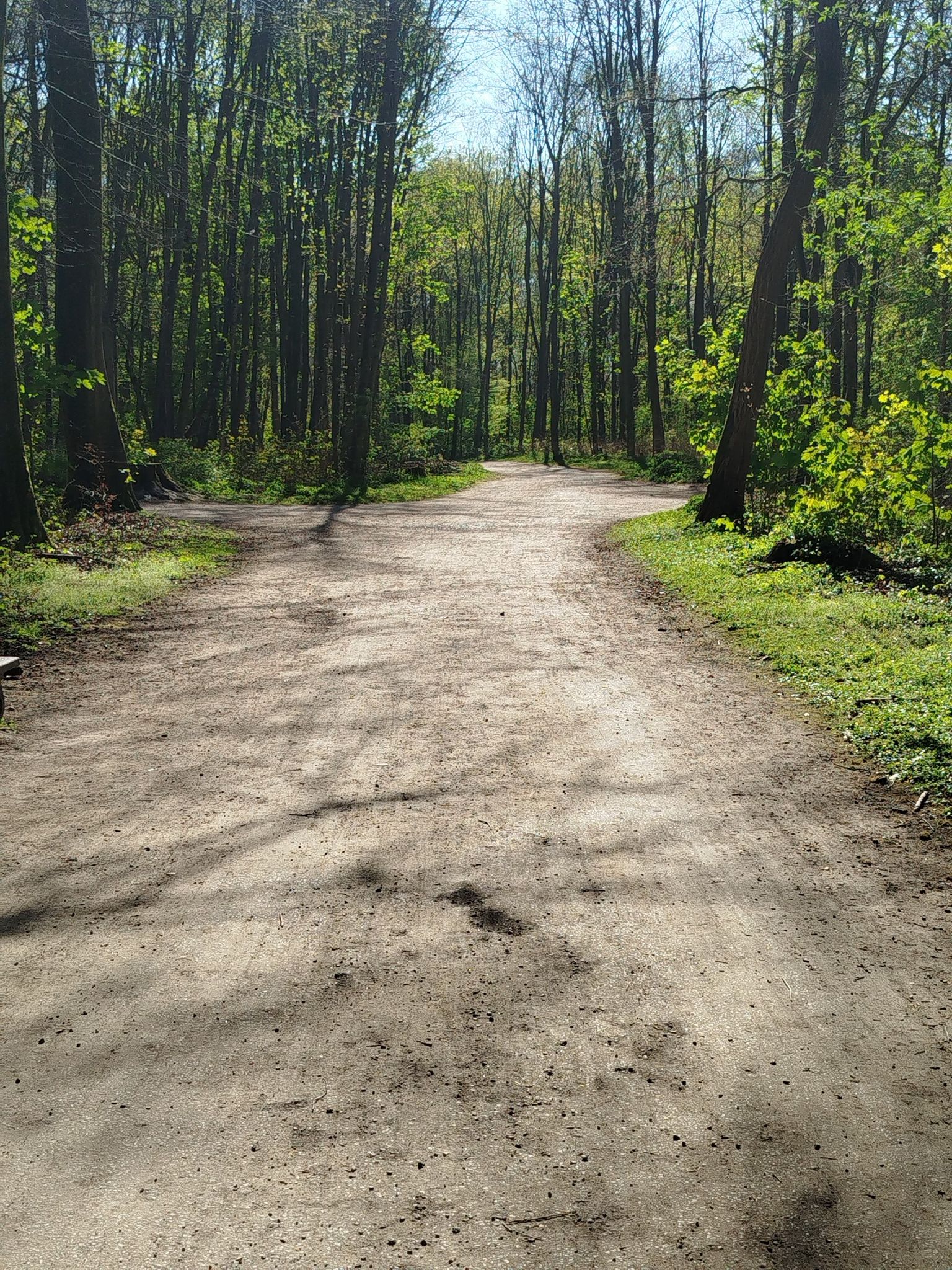 Kreuzung im Wald