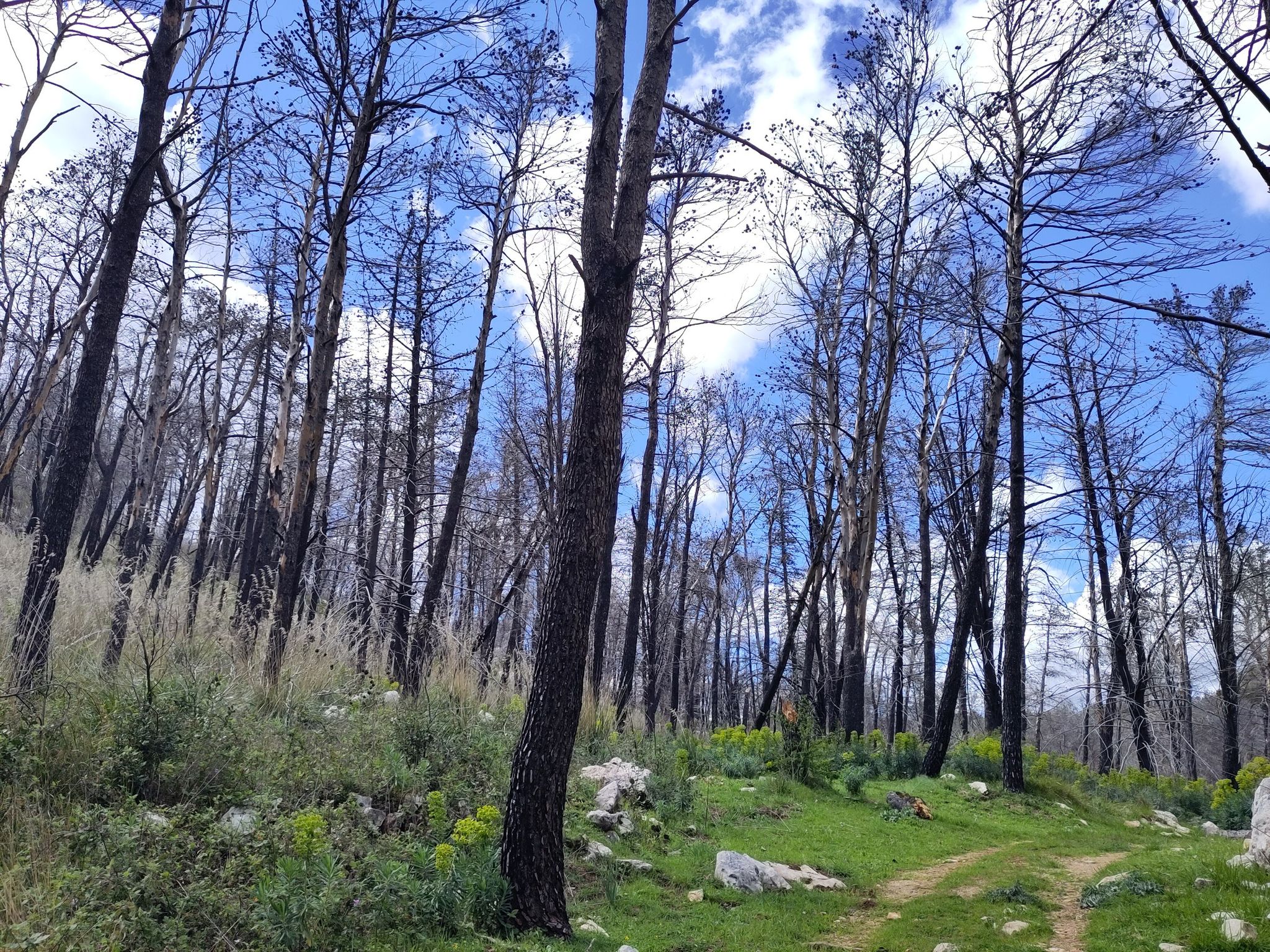 verbrannter Wald