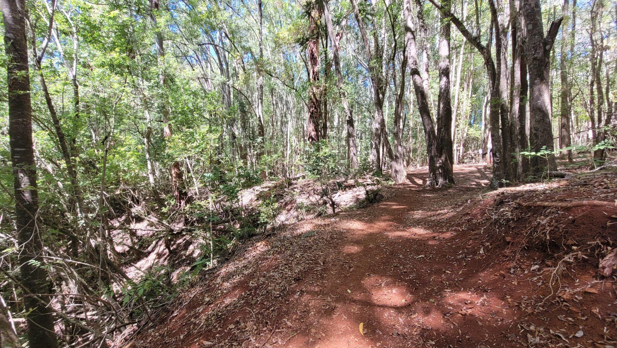 A winding dirt path through a dense forest with a steep bank on the left. - Rodeo General Store loop from Makawao