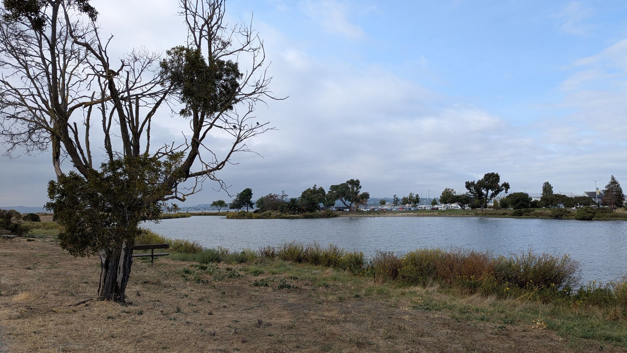 Bare tree by a calm body of water under a cloudy sky. - Duck Pond Trail