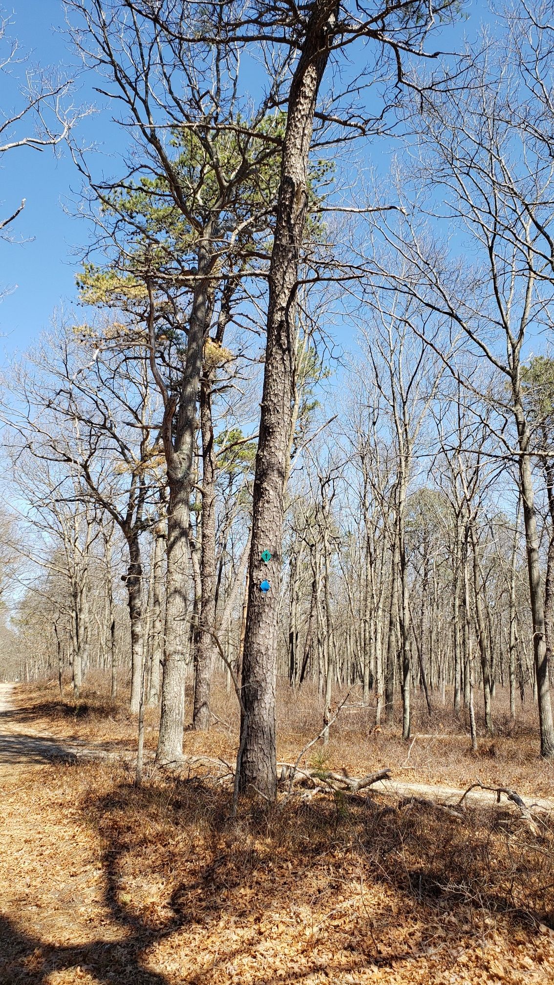 We will be following the blue trail today. Look for the trail markers throughout your walk.