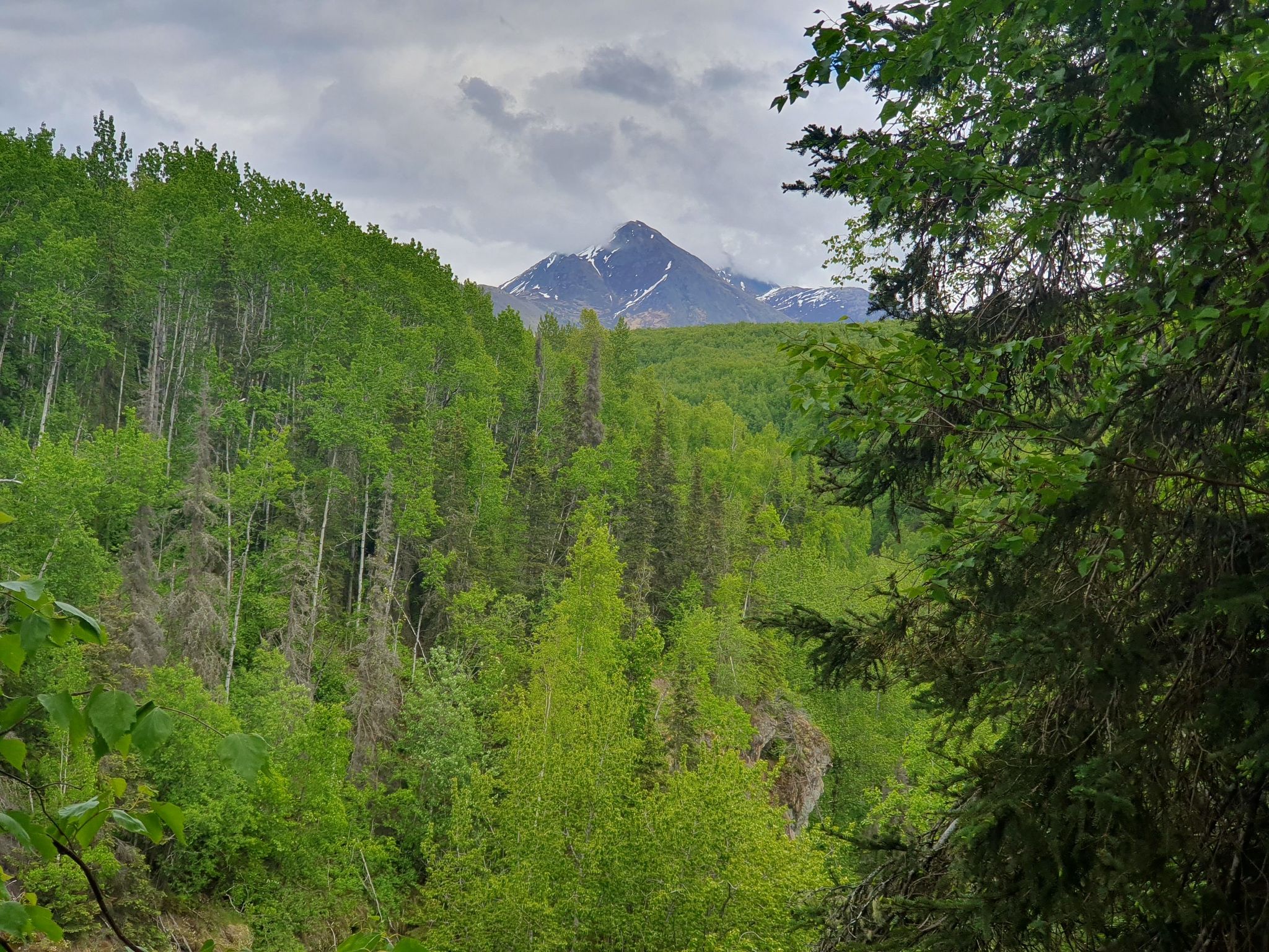 Dense green forest leading to a snow-capped mountain under a cloudy sky. - Thunderbird Falls Trail