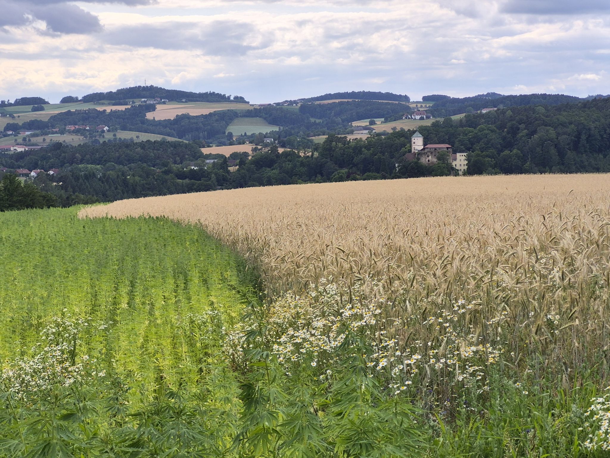 Schloß Riedegg