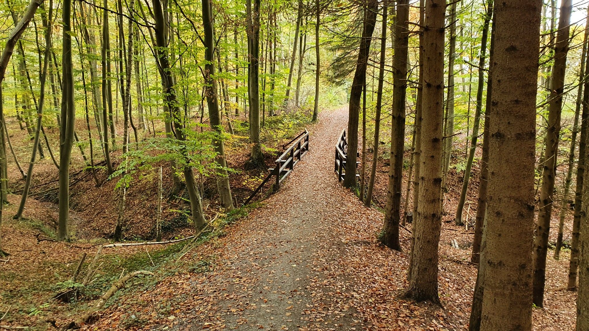 Brücke im Wald