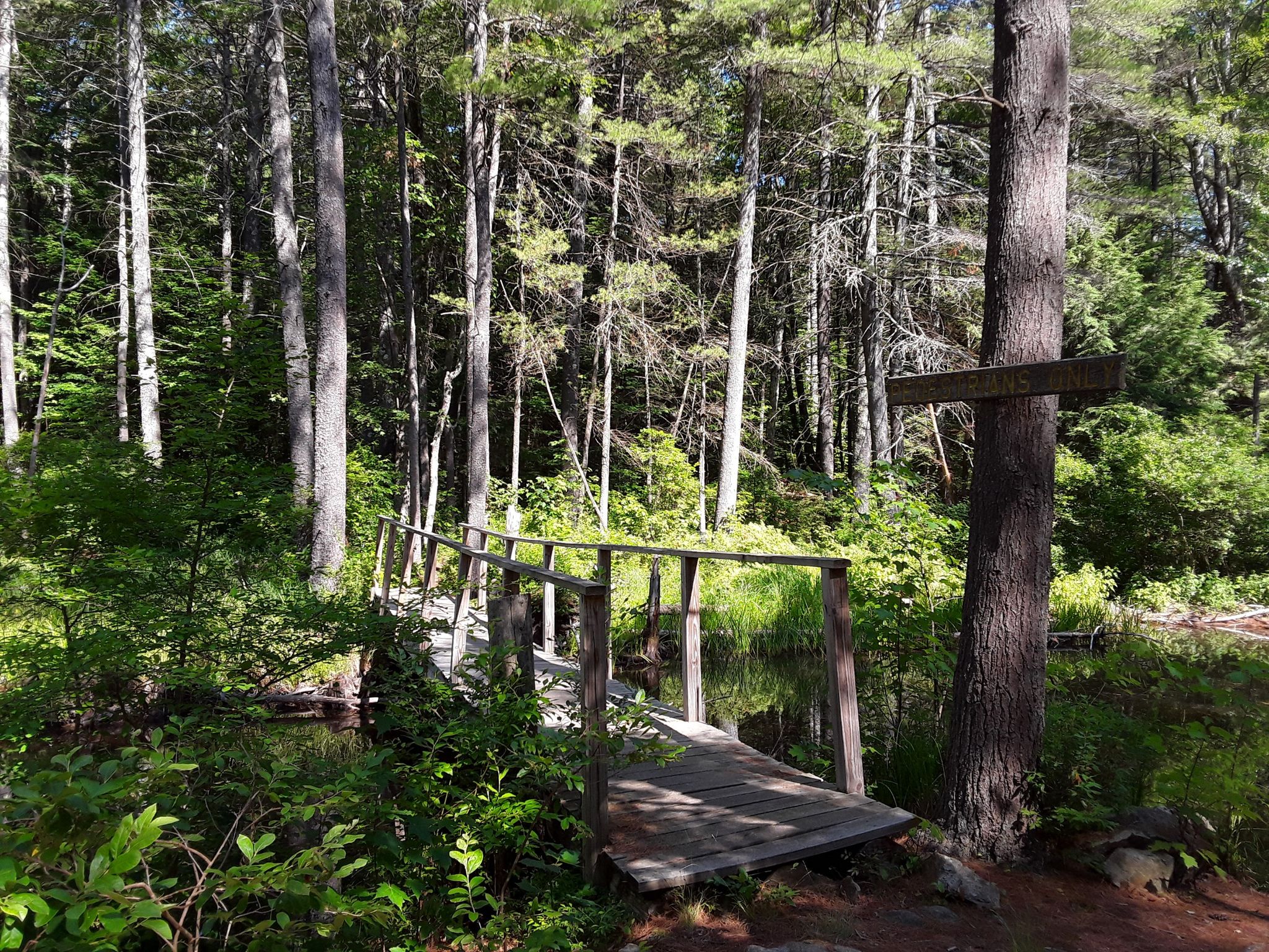 Wooden footbridge over water in a sunlit, dense forest with tall trees. - Summit East and Summit West Loop Trail