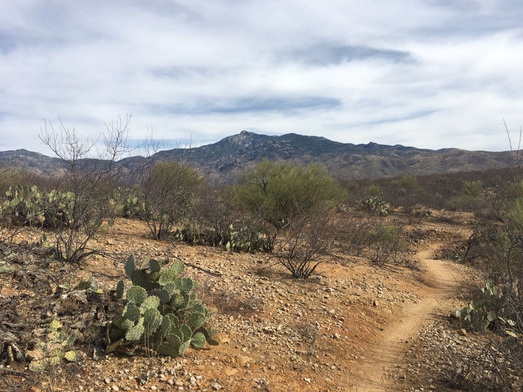 Desert landscape with a dirt path, cacti, and distant mountains under cloudy sky. - Hope Camp Trail – Rincon Creek loop from Amber Crest Estates