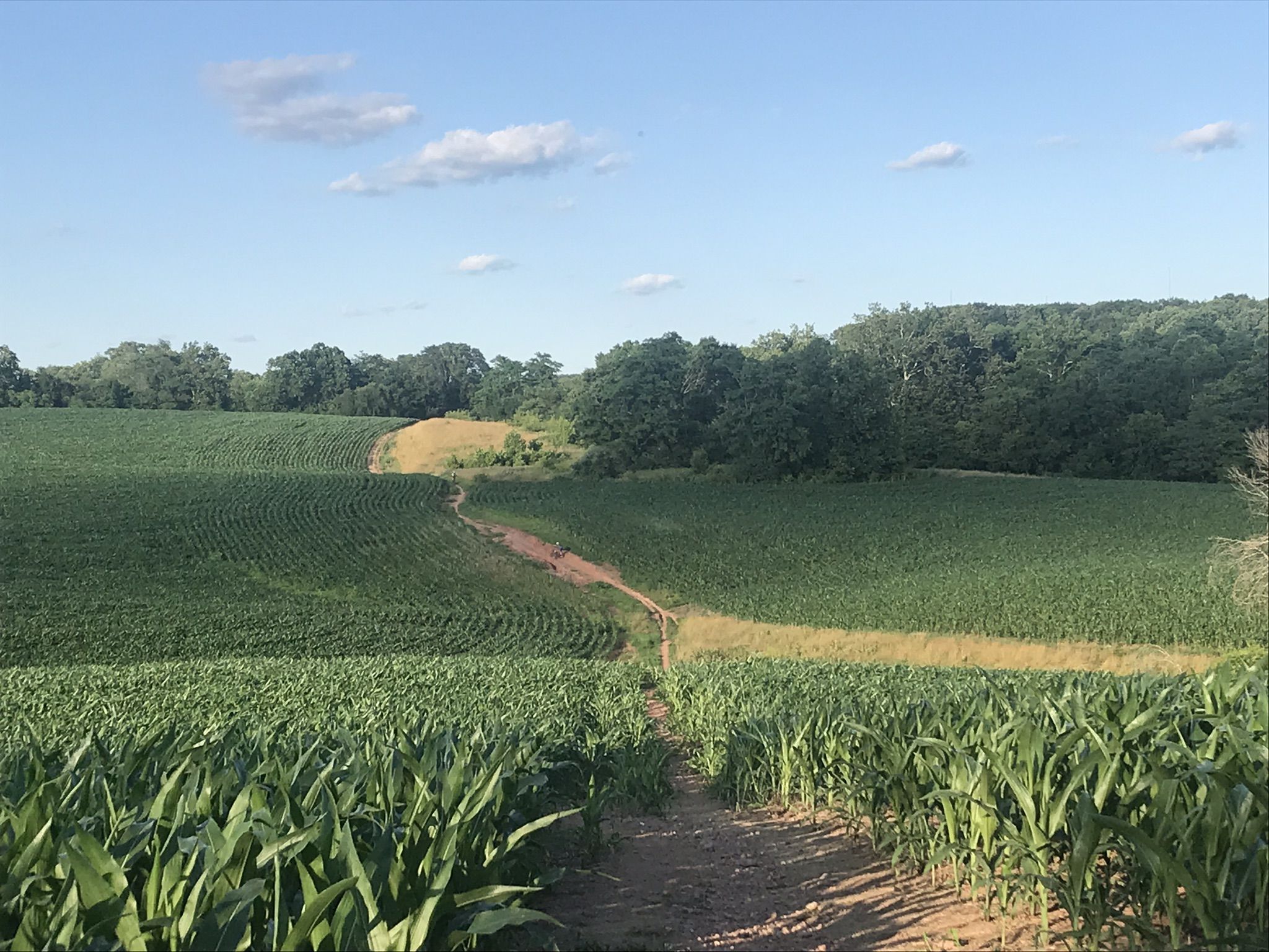 Dirt path through green corn fields under a blue sky. - Schaeffer Farms Blue and Yellow Loop