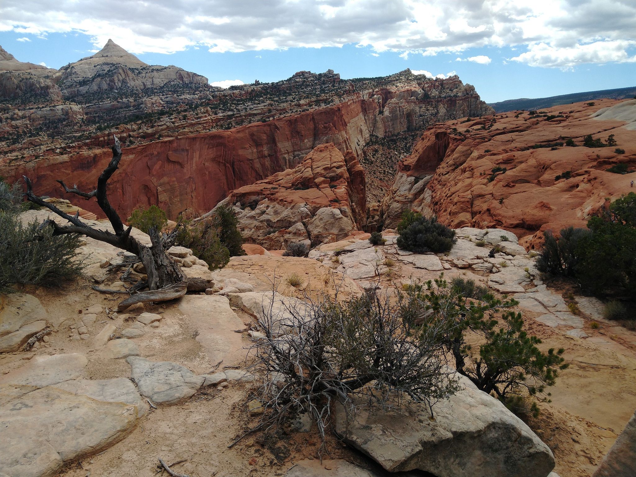 Rocky desert terrain with sparse shrubs and a dead tree, under a cloudy sky. - Cassidy Arch Trail