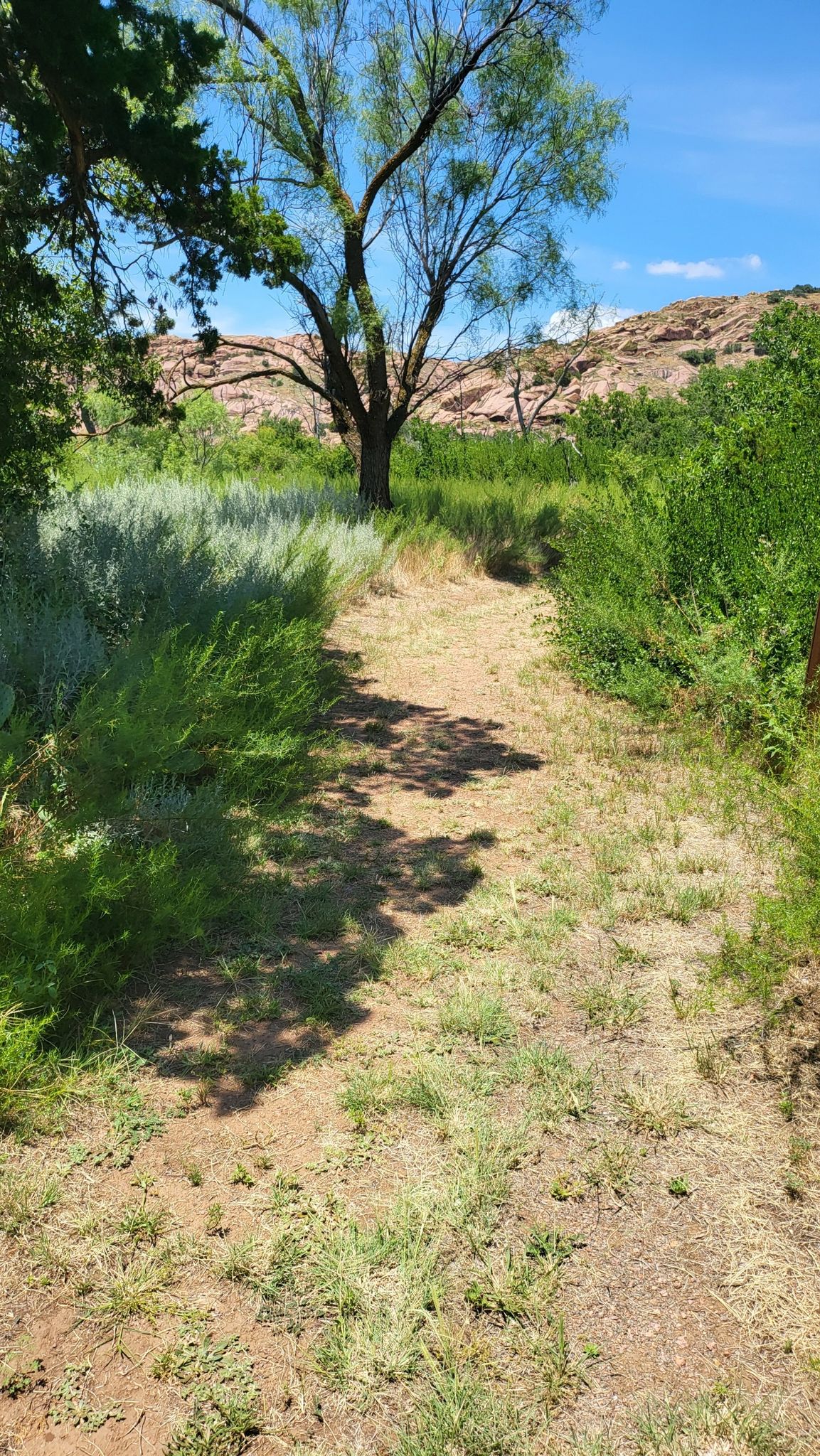 A shaded dirt path with a tree, leading into green brush and rocky hills. - Quartz Mountain