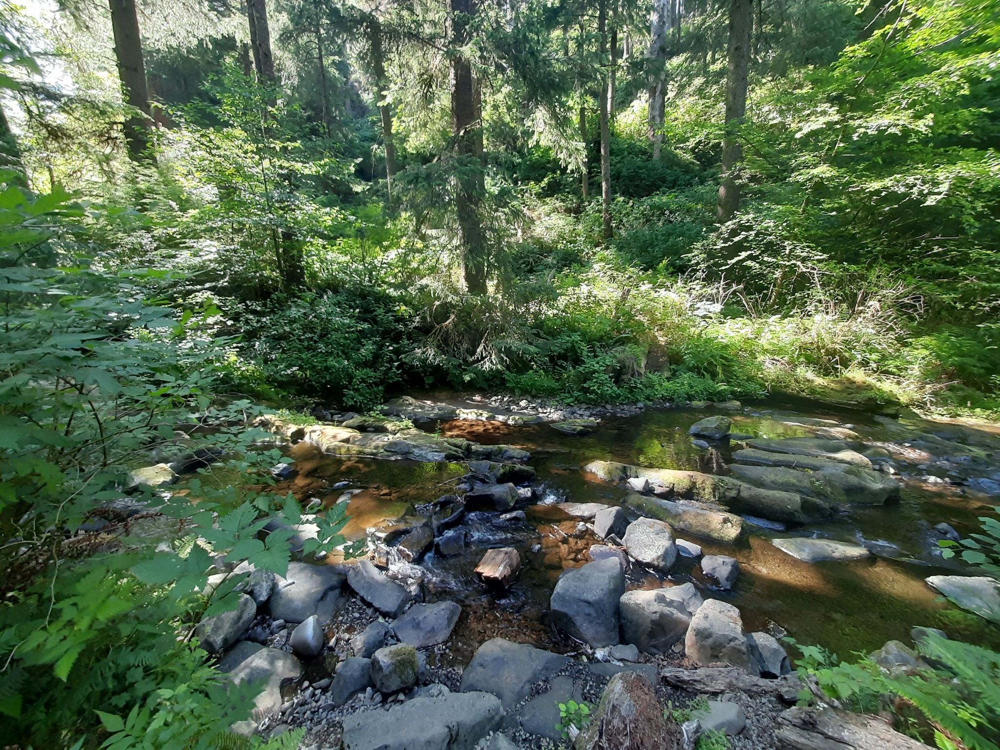 Rocky stream flows through a sunlit, lush green forest. - Necarney Creek and Cedar Crossing Loop