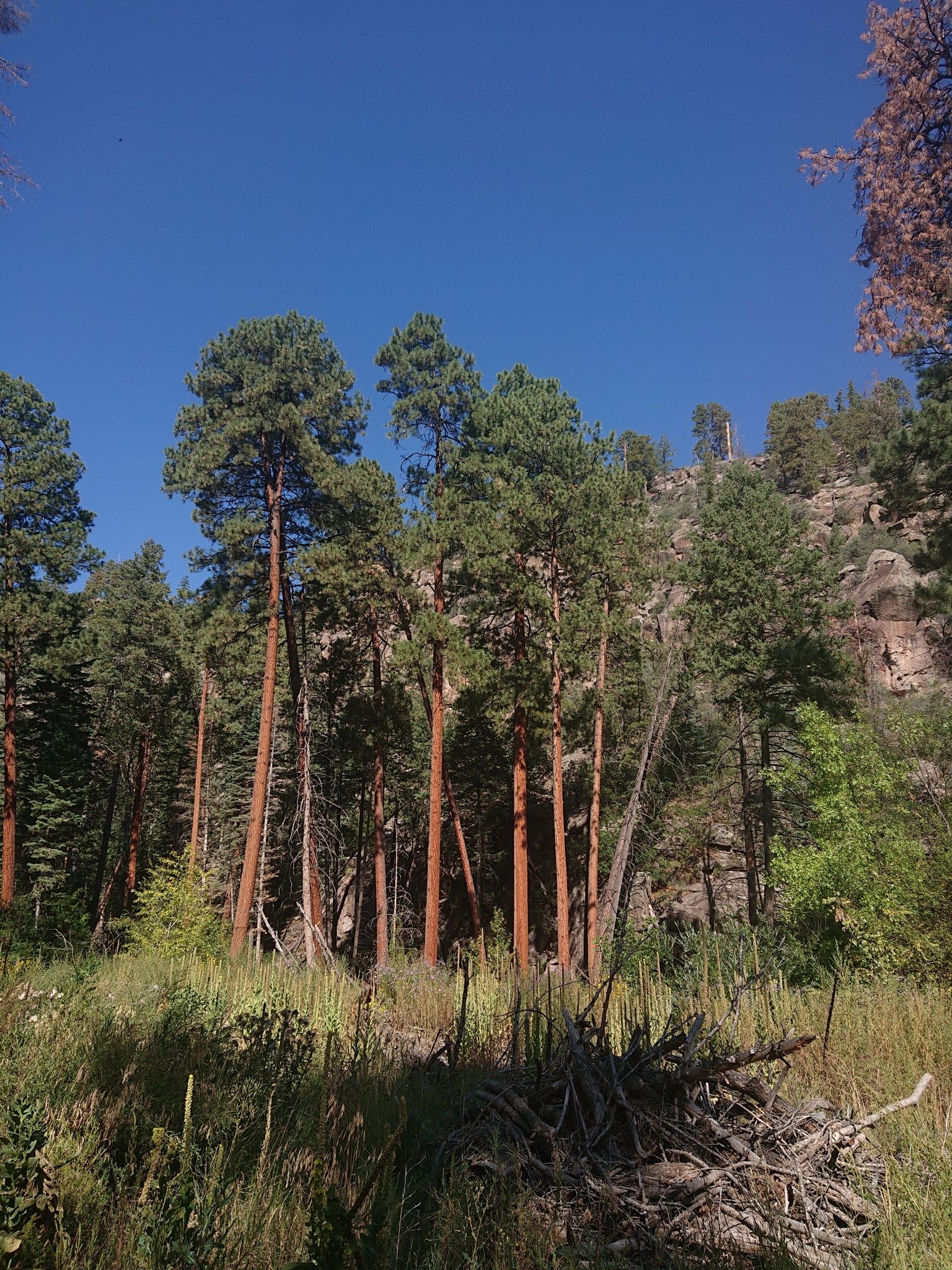 Tall pine trees with reddish trunks stand in a sunny forest clearing. - Los Alamos Canyon Trail