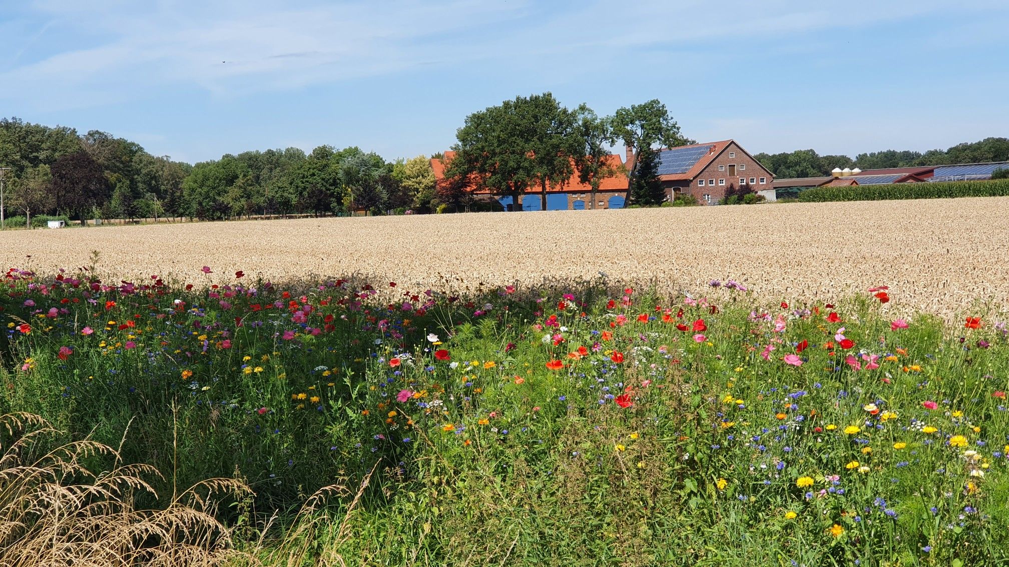 Blühende Landschaft