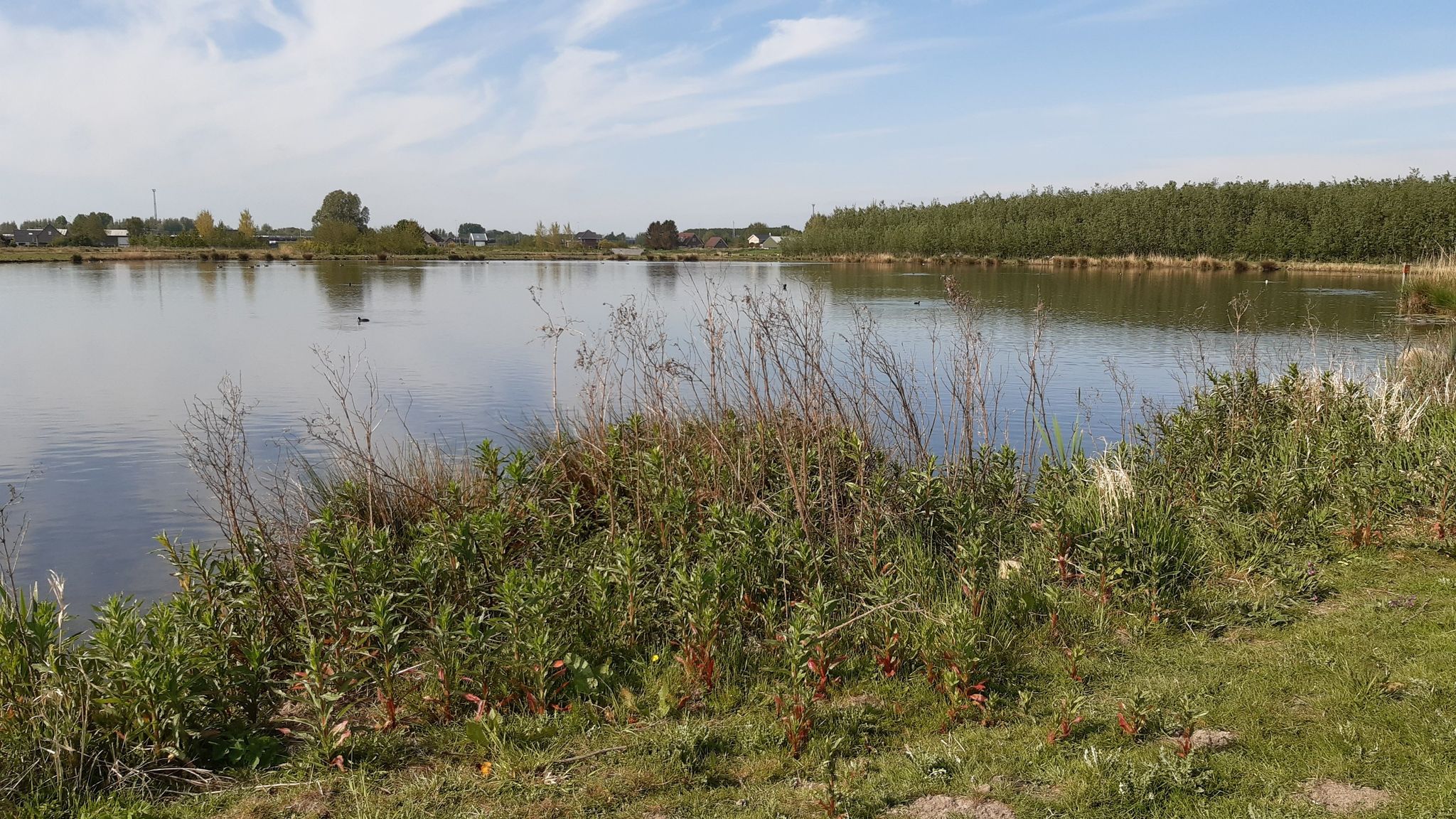 waalbos