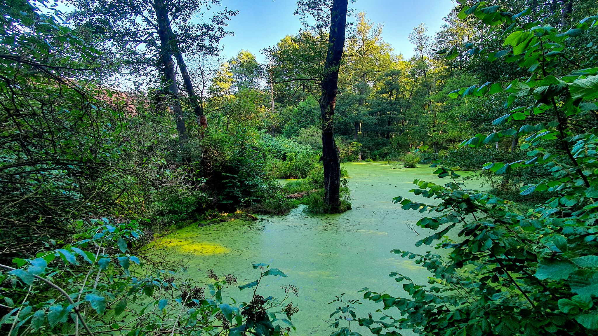 Jeziorko w miejscu dawnego młynu wodnego przy Mrożycy