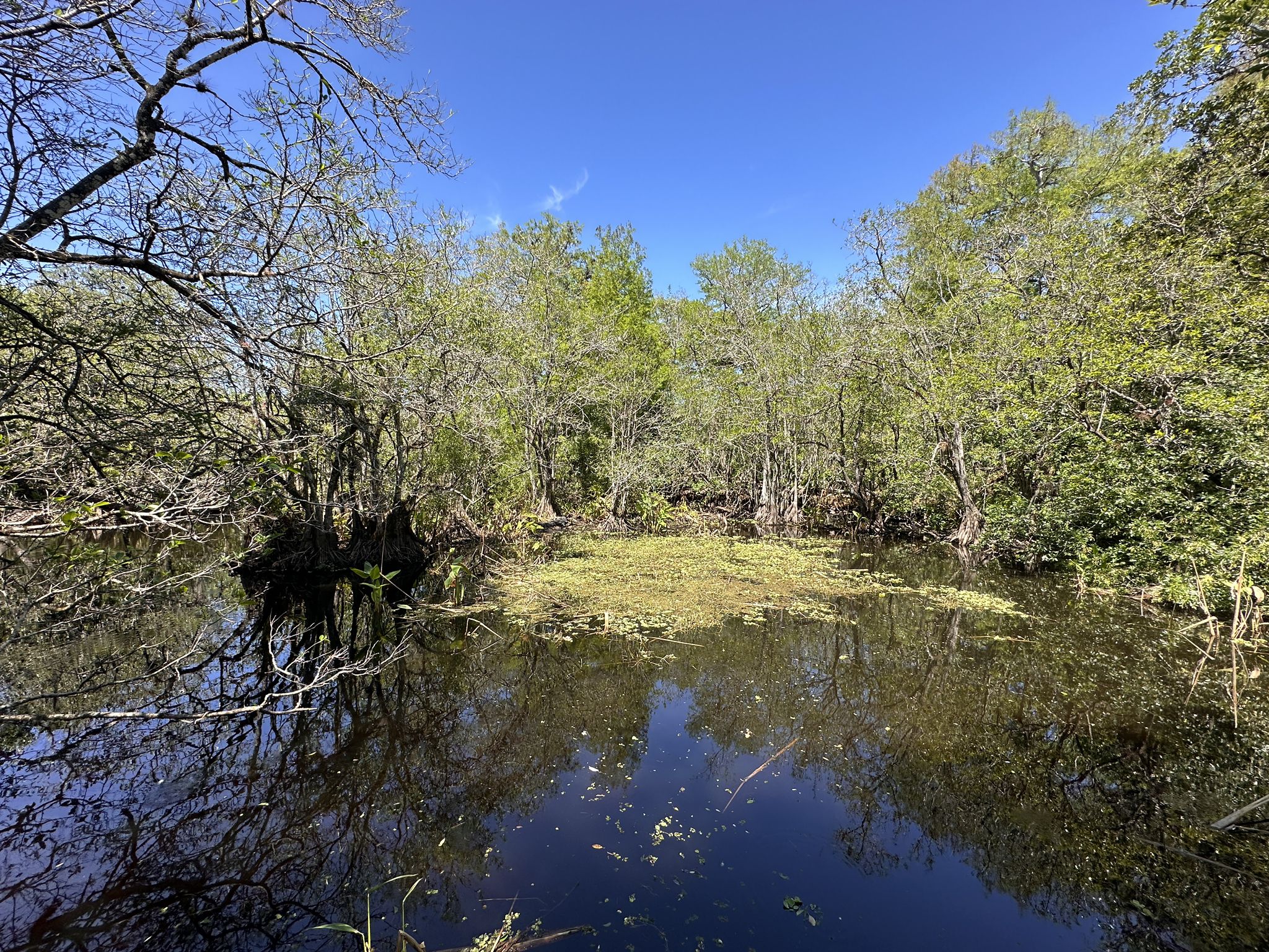 Dark water with green plants, surrounded by trees under a blue sky. - Corkscrew Sanctuary Boardwalk