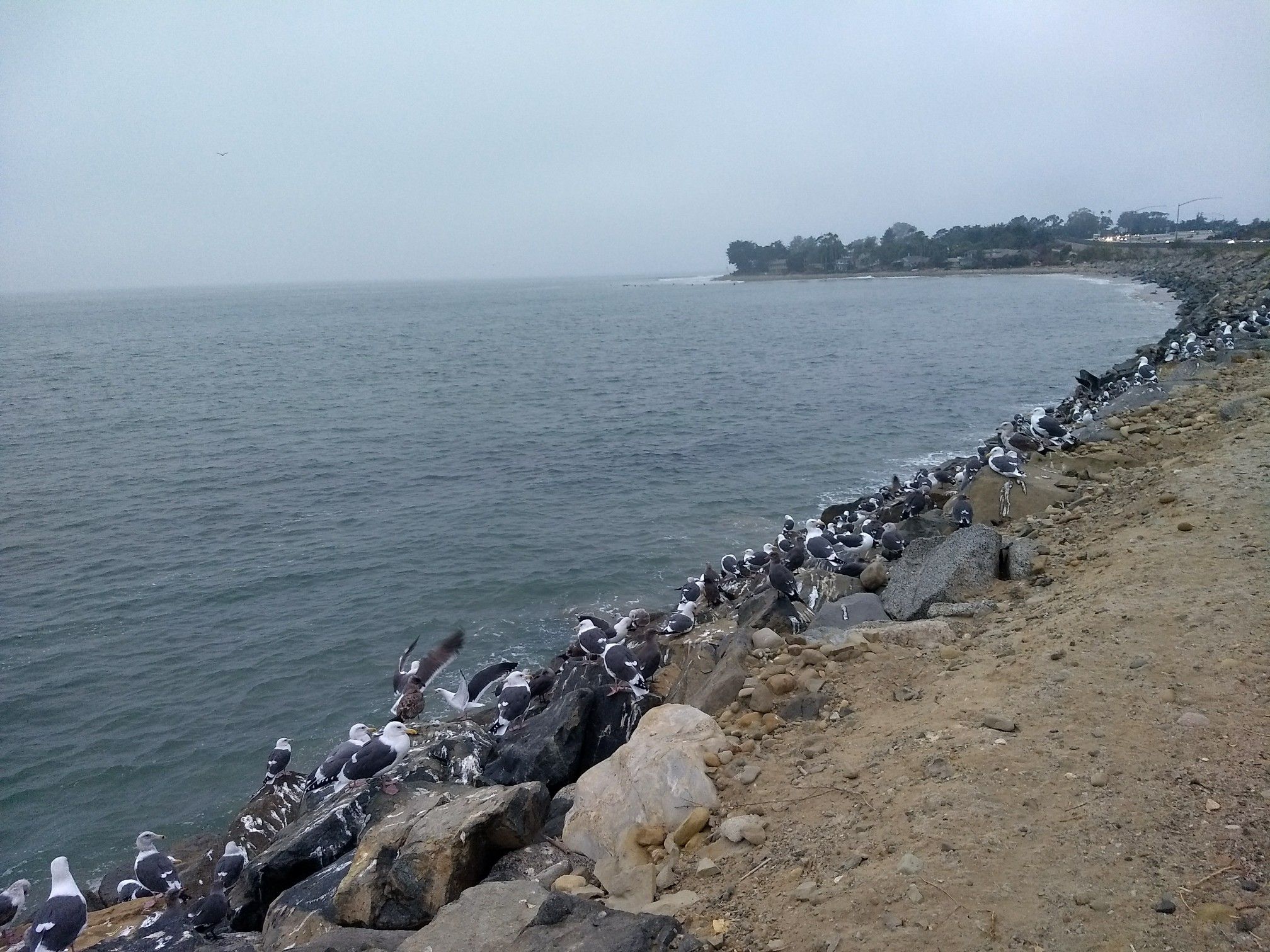 Numerous birds perched on rocks along a gray, overcast coastline. - Rincon Bluffs Preserve – Butterfly Beach Santa Barbara loop from Zoo Train