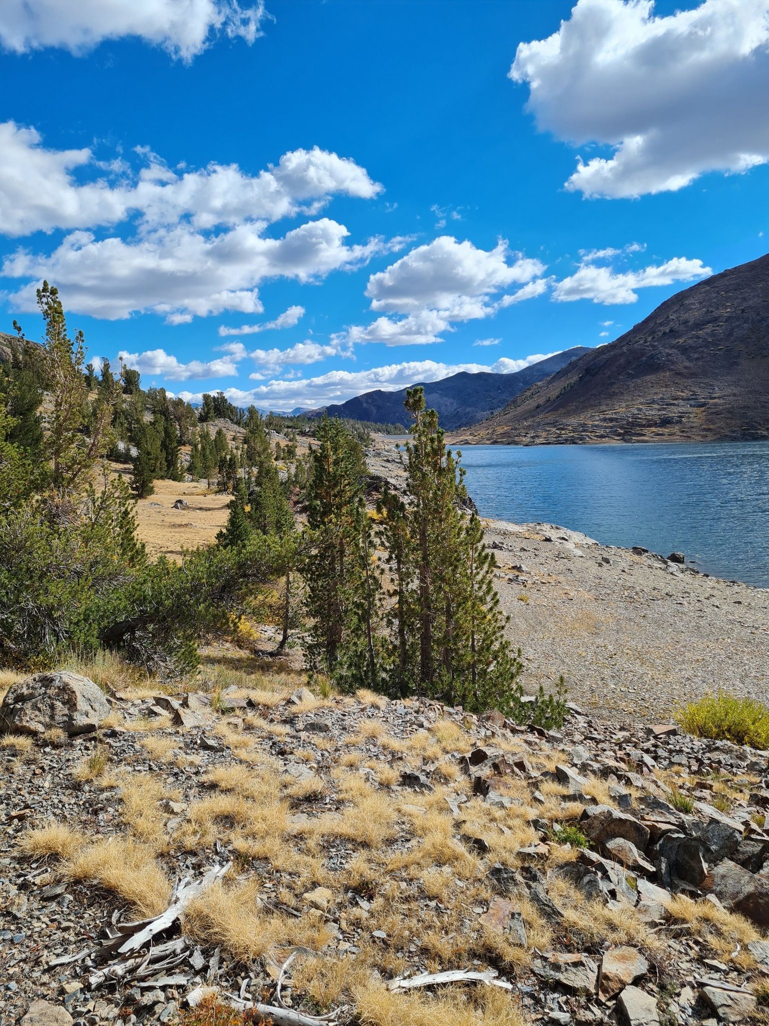 Sunny mountain lake with scattered pine trees and rocky foreground under blue sky. - Twenty Lakes Basin and Saddlebag Lake Loop