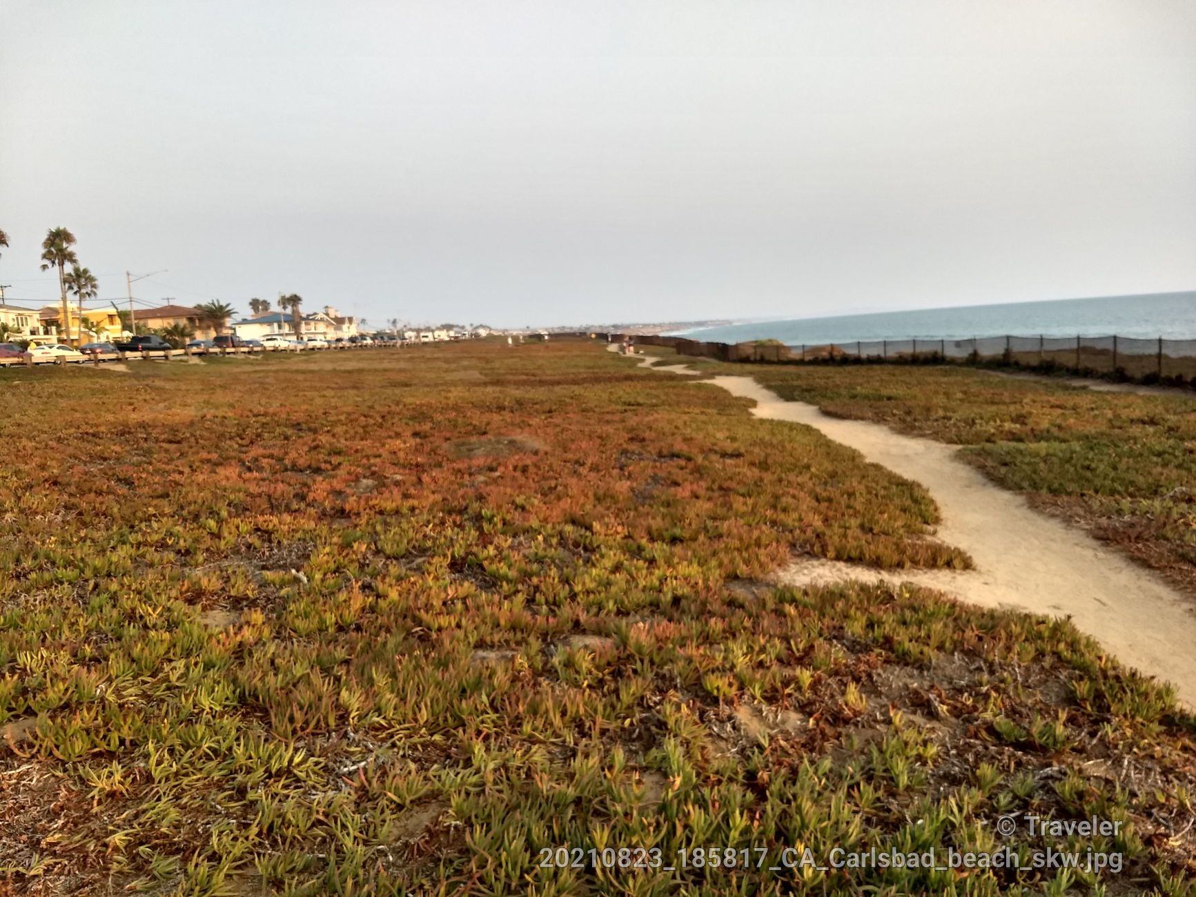 Dirt path through a field of green and brown plants, with ocean in distance. - South Carlsbad Beach – South Carlsbad State Beach loop from McClellan-Palomar Airport