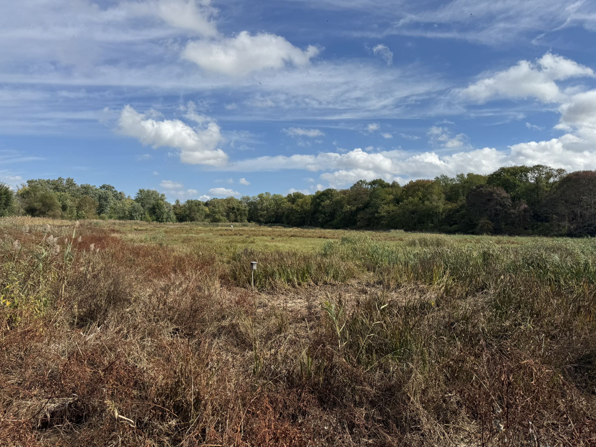 A wide field of tall brown and green grass under a blue sky with clouds. - East Coast Greenway (PA)
