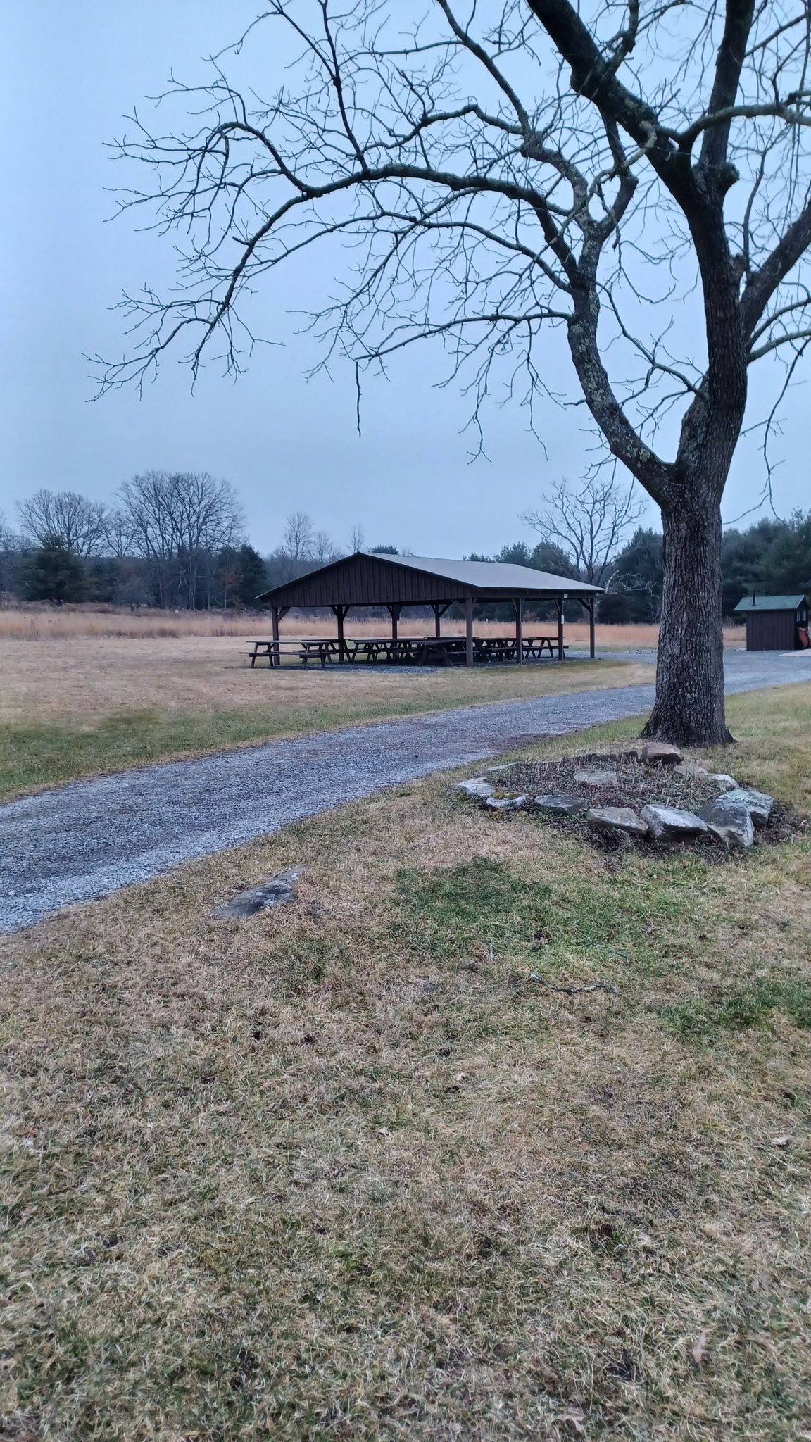 A large bare tree, gravel path, and picnic shelter in a grassy field under an overcast sky. - Loyalsock Creek Vista loop from Rider Park