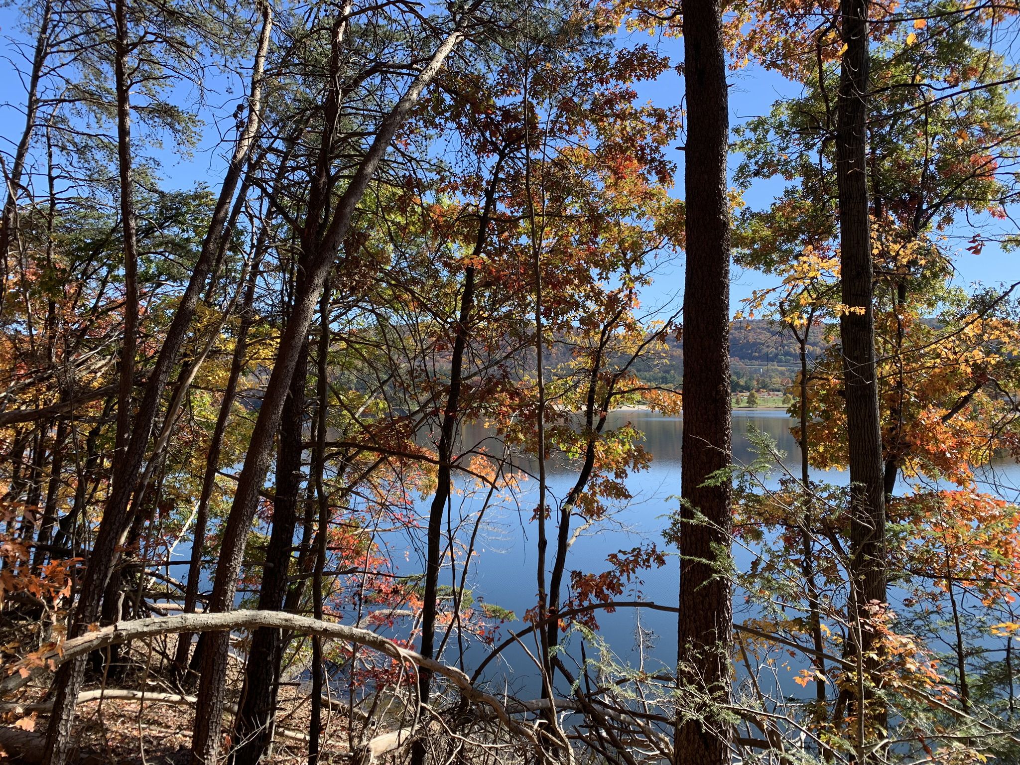 View of a calm lake through autumn trees under a clear blue sky. - Lakeside Loop Trail