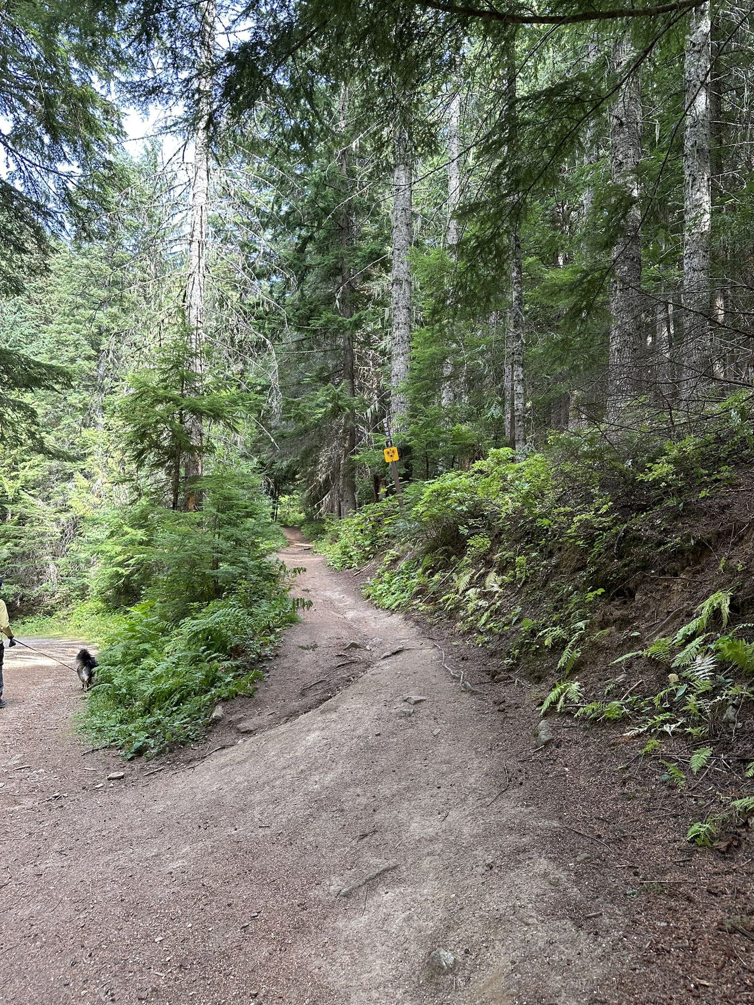 A person and dog walk on a dirt path through a sunlit evergreen forest. - Mount Kit Carson Loop Trail – Mount Kit Carson Loop Road loop from Mount Spokane State Park