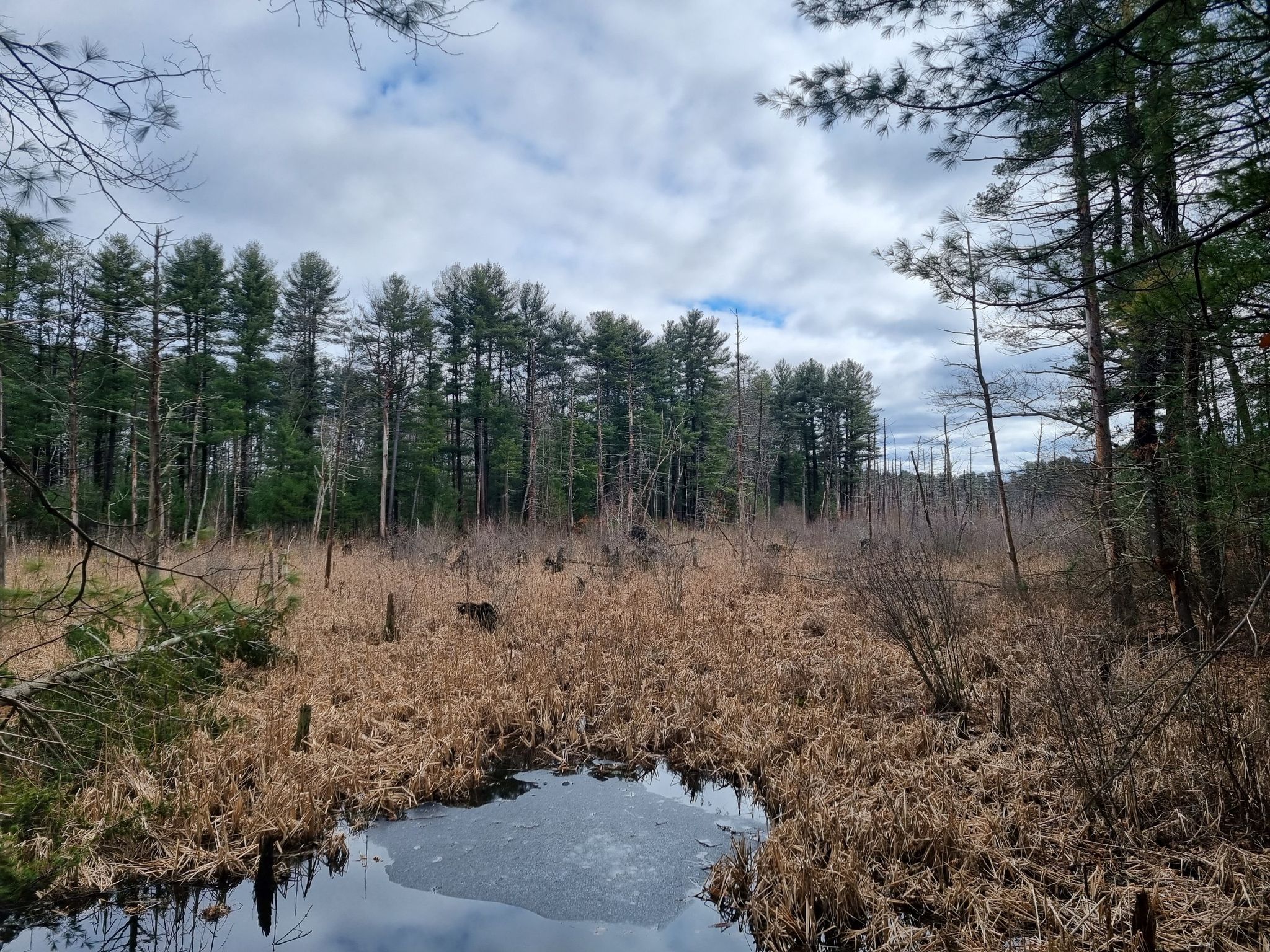 Overcast view of a marsh with brown grasses, a small frozen pond, and pine trees. - Battle Road and Minuteman Bikeway Loop