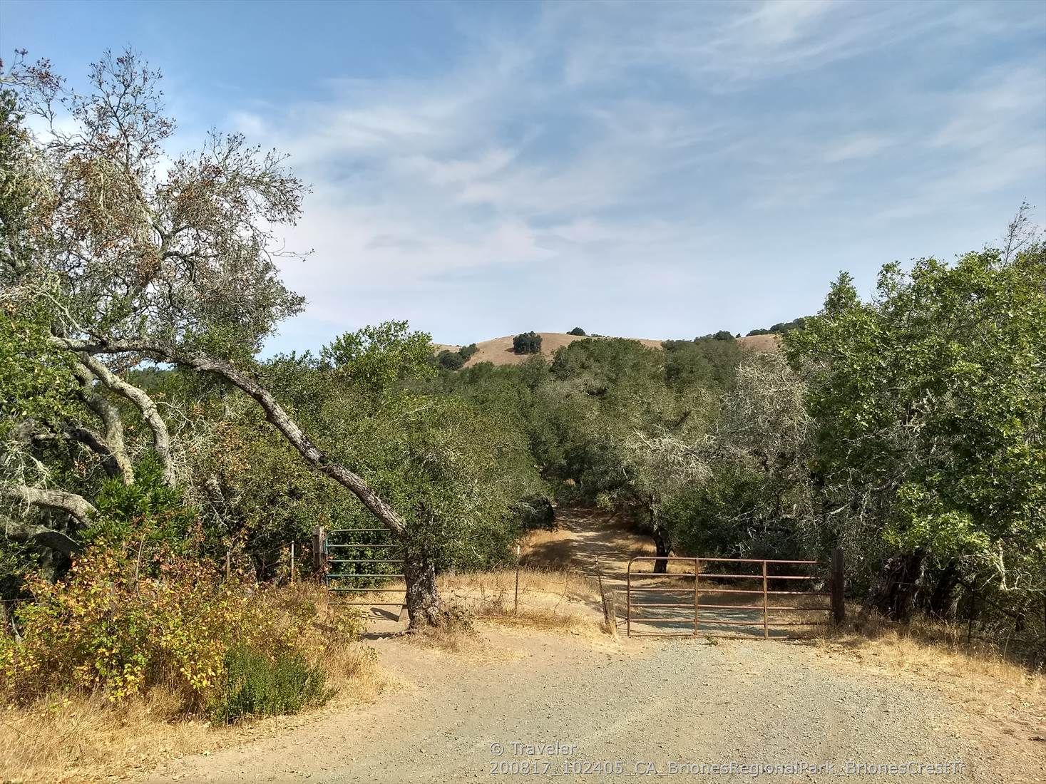 Dirt path leading to two metal gates amidst trees and dry hills. - Springhill, Lafayette Ridge, Briones Crest and Sunrise Loop