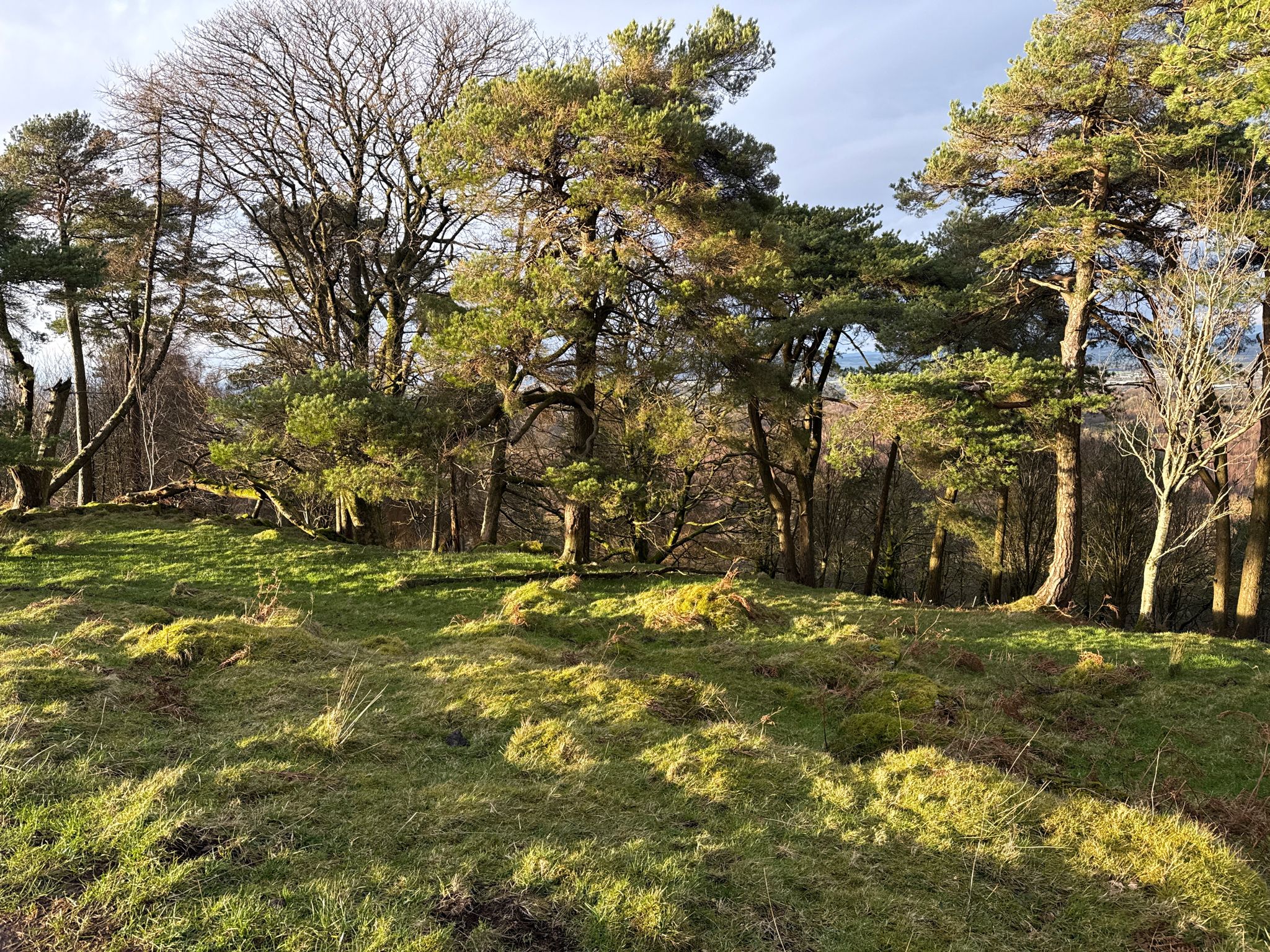 Bardrain Wood