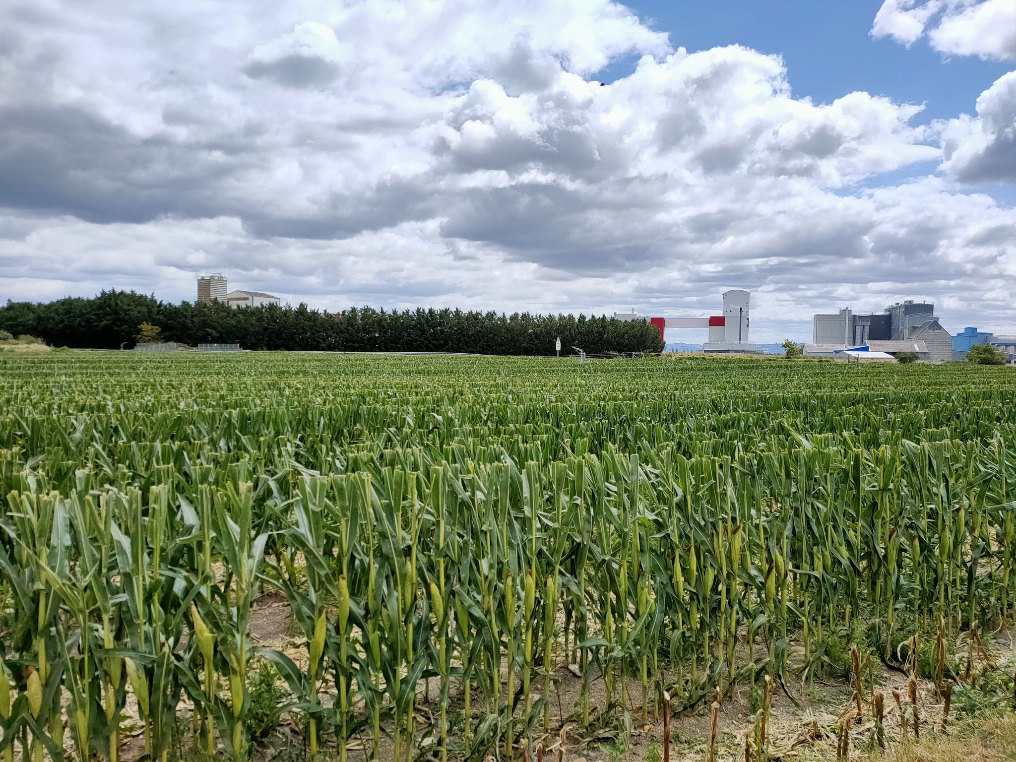 silos Limagrain d'Ennezat