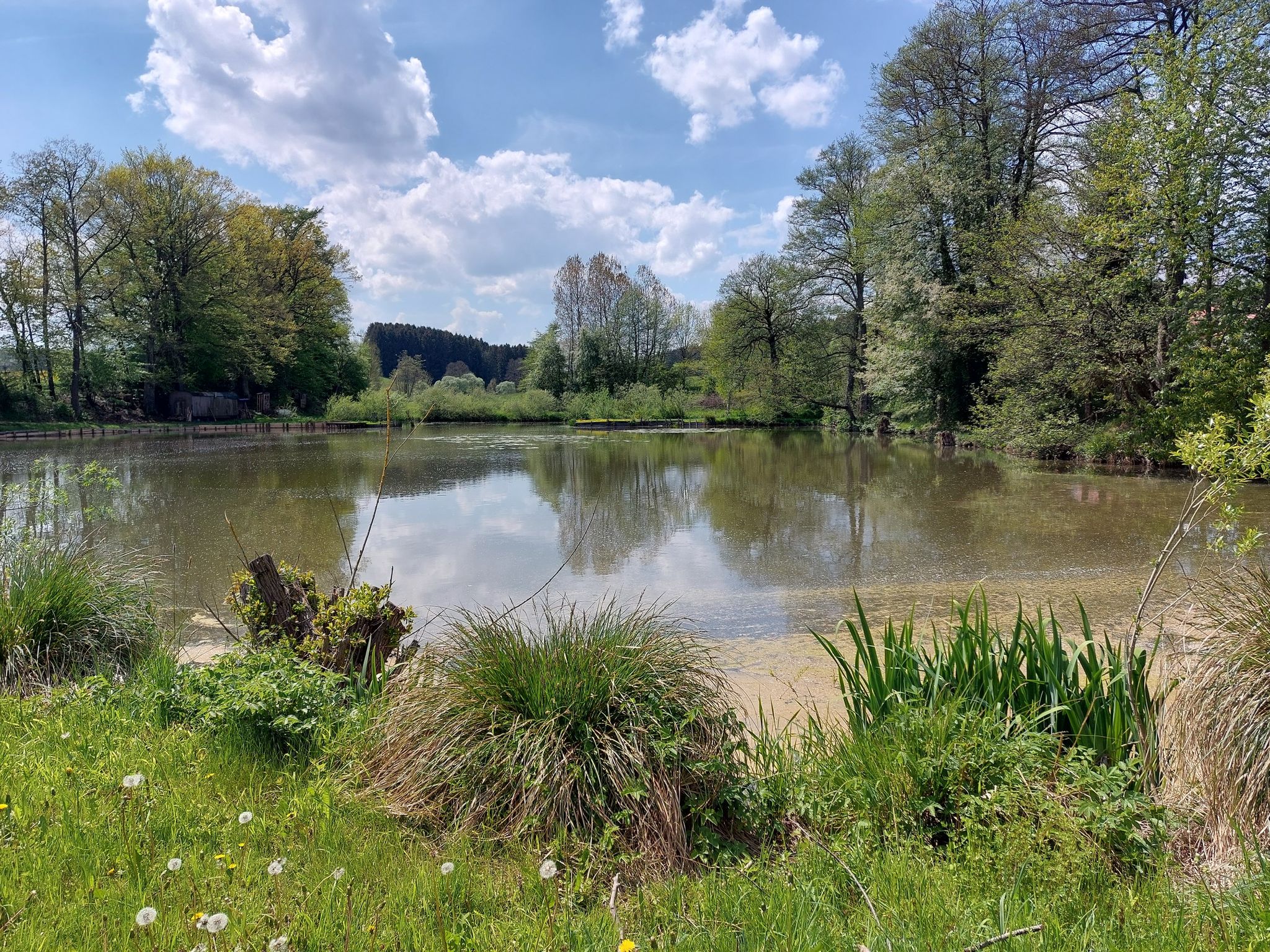 Dorfweiher Könghausen