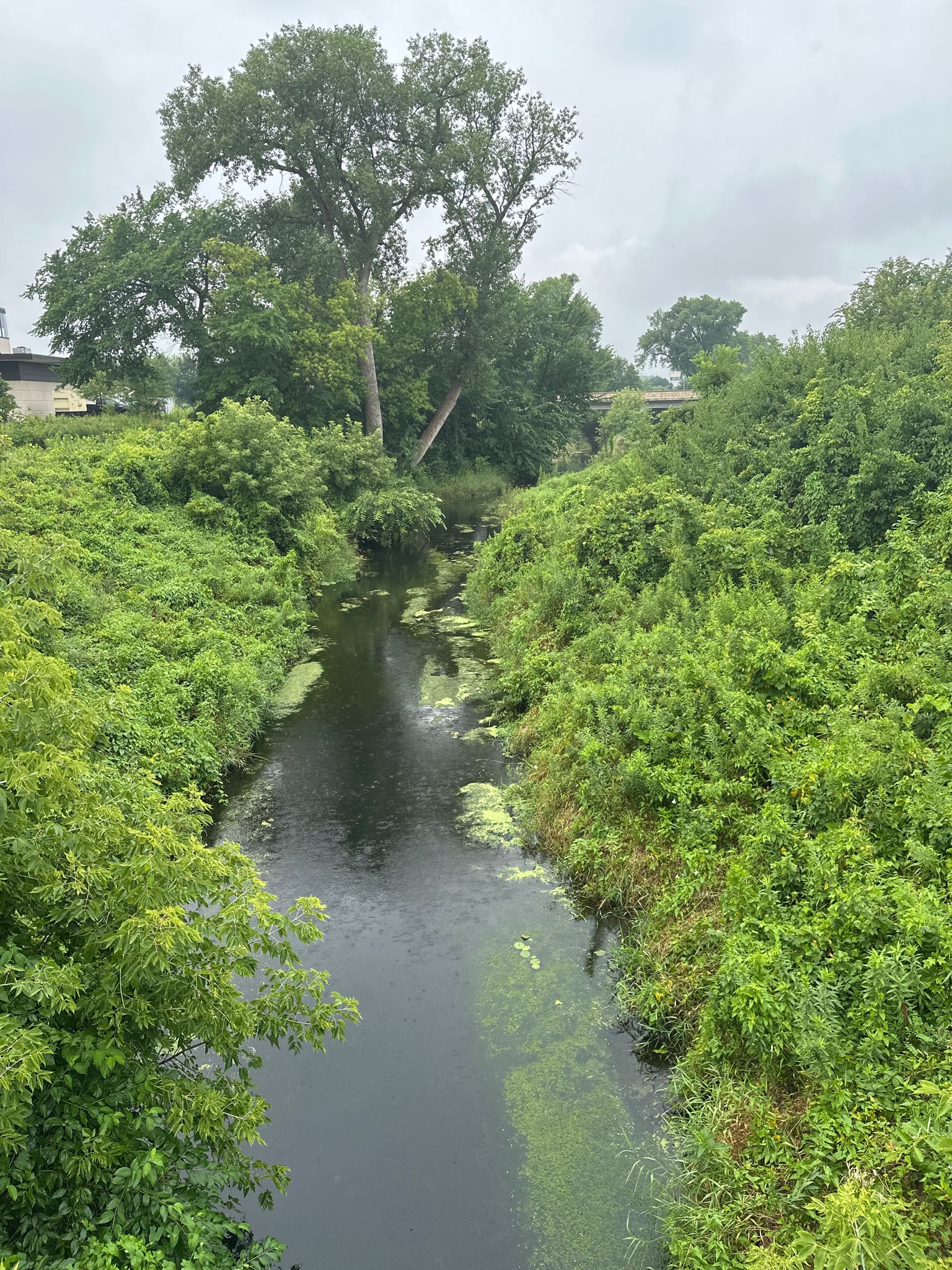 Narrow river flowing through dense green foliage under an overcast sky. - North Fork Trail