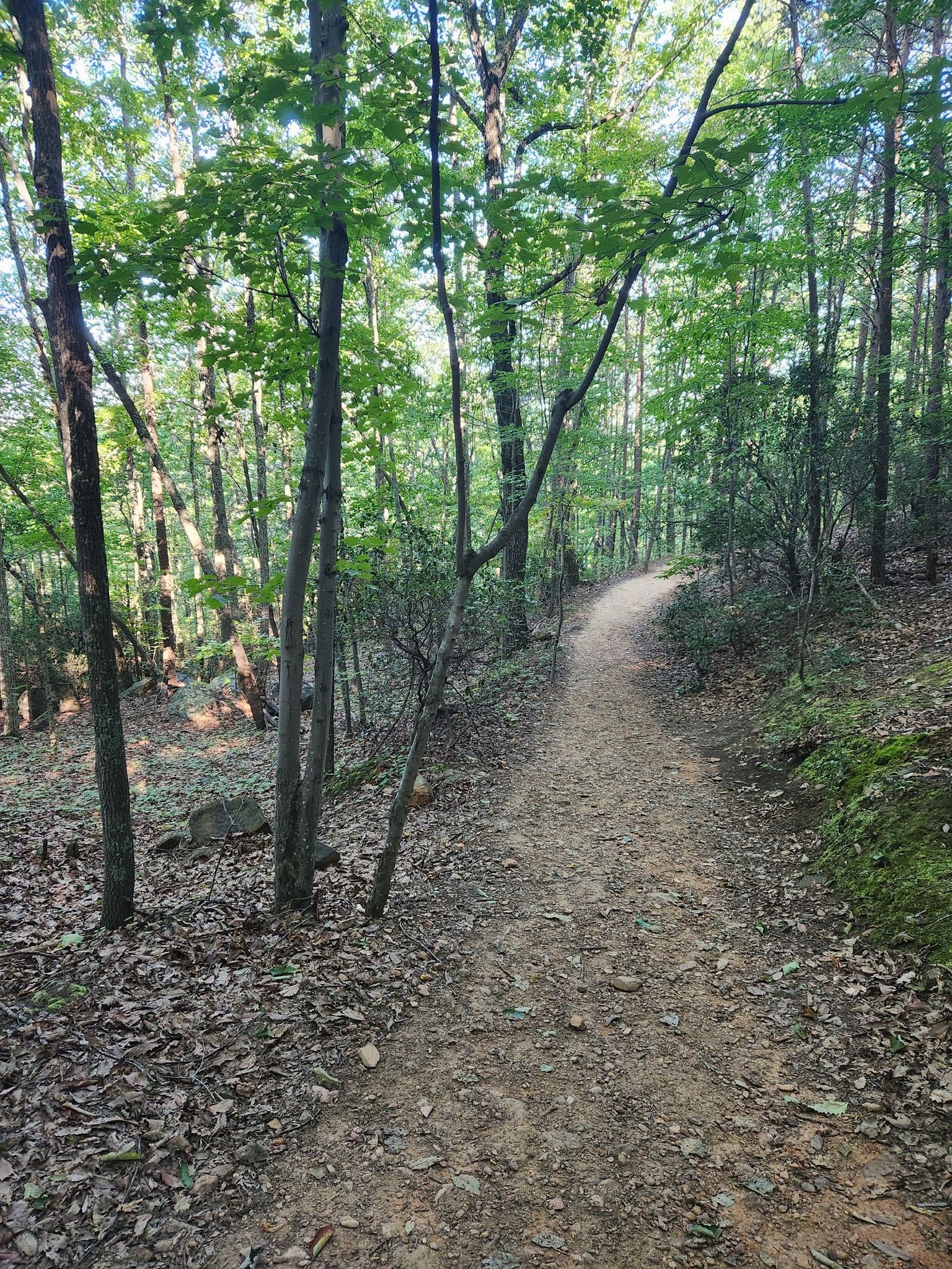Dirt path winding through a sun-dappled forest with green trees. - Crowders Trail