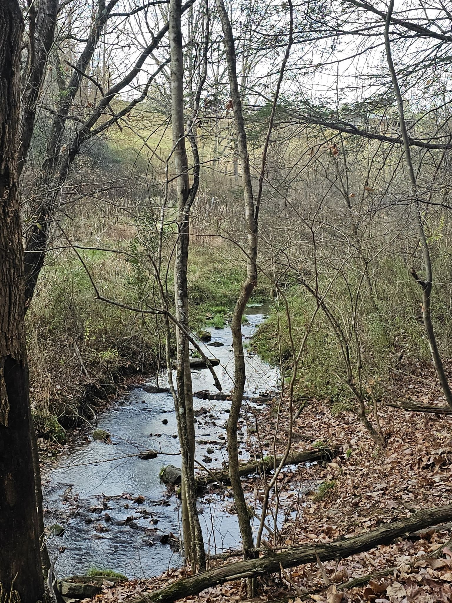 A rocky stream flows through a bare winter forest with fallen leaves. - H. L. Price Trail