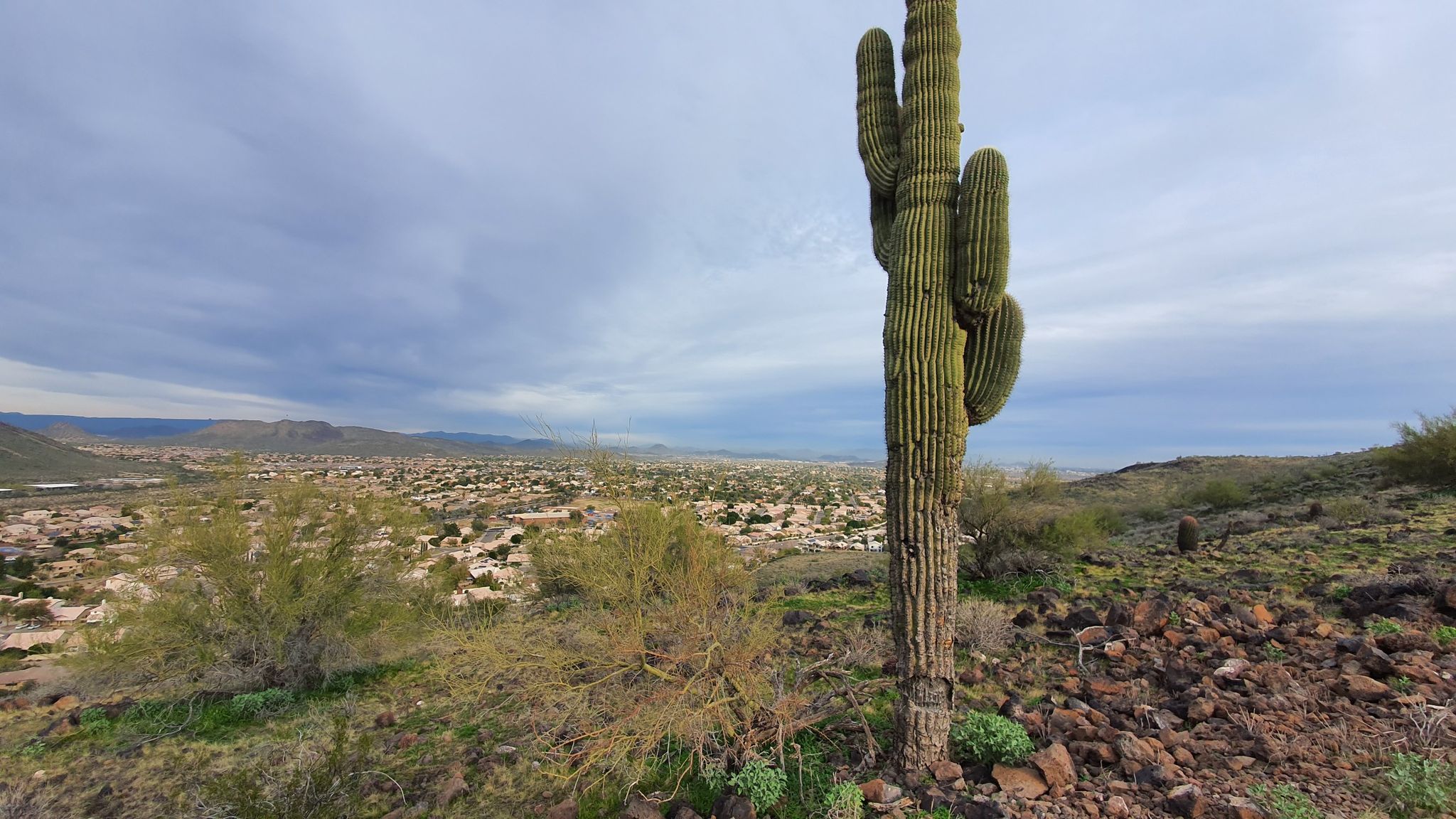 Large saguaro cactus on rocky terrain overlooking a sprawling city under clouds. - Thunderbird Park Three Peaks Loop Trail