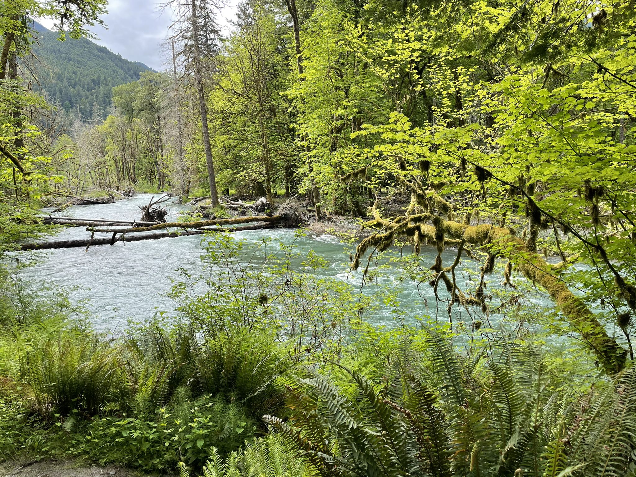 Lush green forest with a clear blue river and mossy trees under diffused light. - Madison Creek to Glines Canyon Spillway Overlook