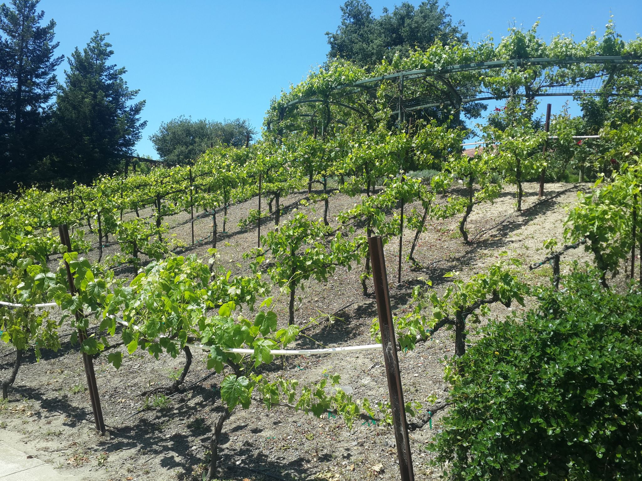 Rows of green grapevines grow on a sunny hillside under a blue sky. - Prince Memorial Greenway – Santa Rosa Creek Trail loop from Santa Rosa