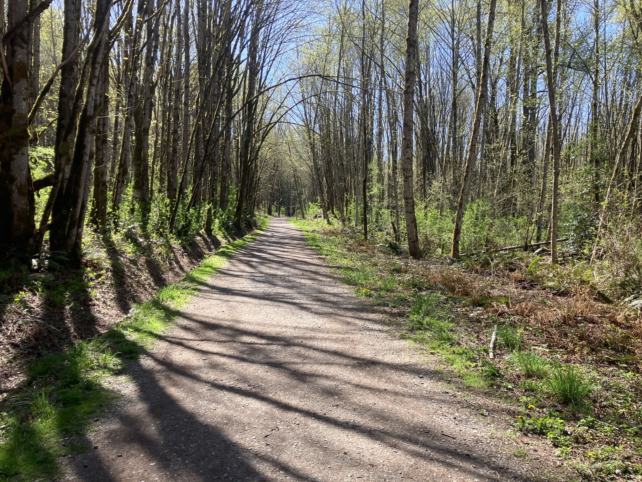 Sunny dirt path winding through a forest with dappled light and shadows. - Coal Creek Falls – Cave Hole Trail loop from Newcastle