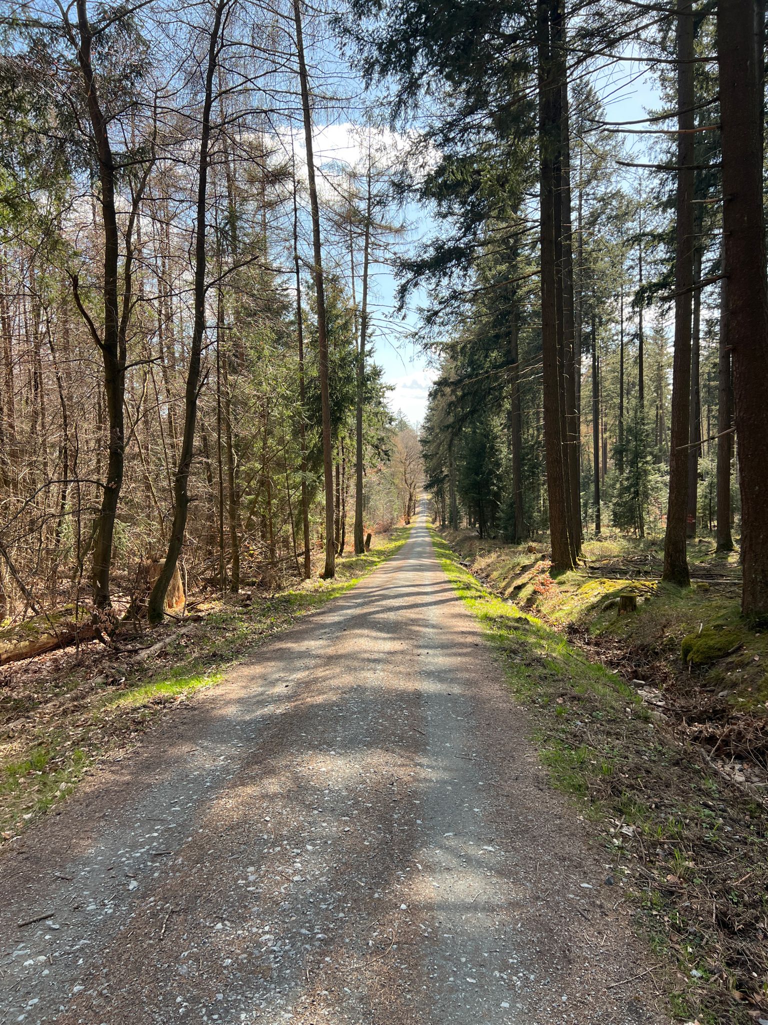 Bergab über eine Waldautobahn