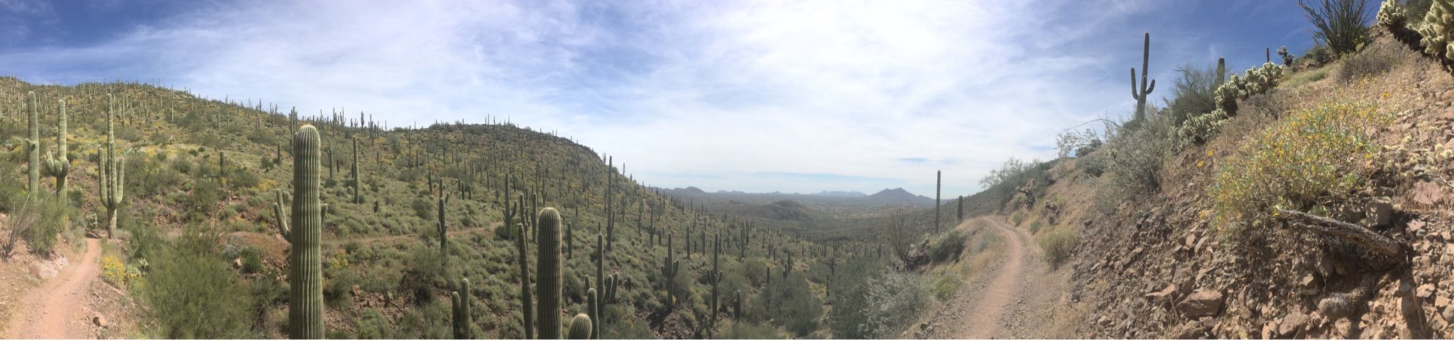 Panoramic view of a desert valley filled with saguaro cacti under a cloudy sky. - Elephant Mountain Loop Trail