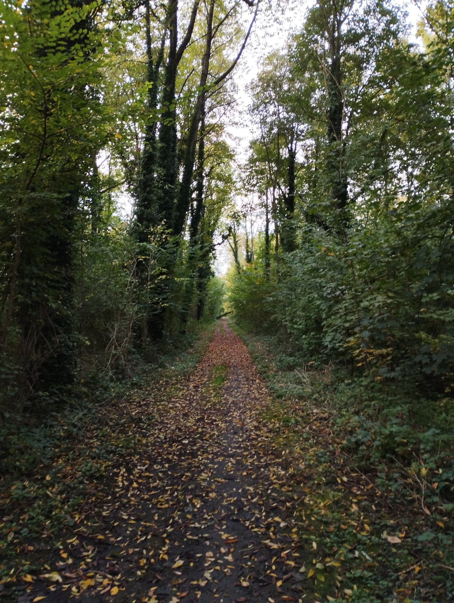sous-bois